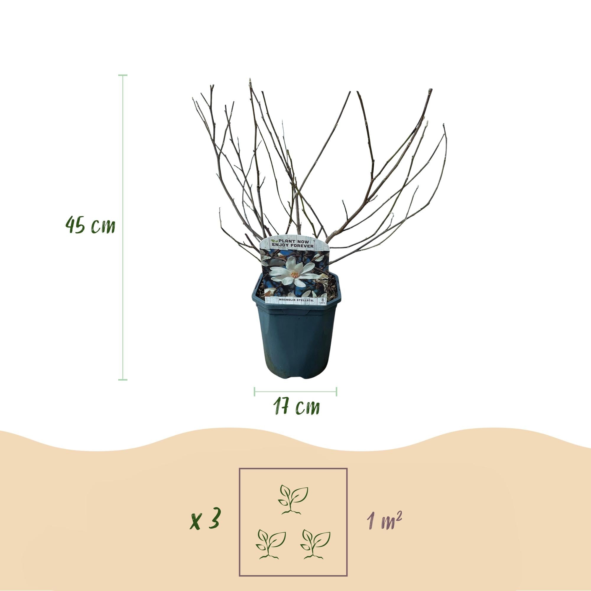 Image of Stern – Magnolie Magnolia Stellata – Strauch – Blüte Weiß – Laubabwerfend – Frühjahrsblüher – Pflegeleicht – 17cm Höhe 45cm – Für Garten & Terrass-3