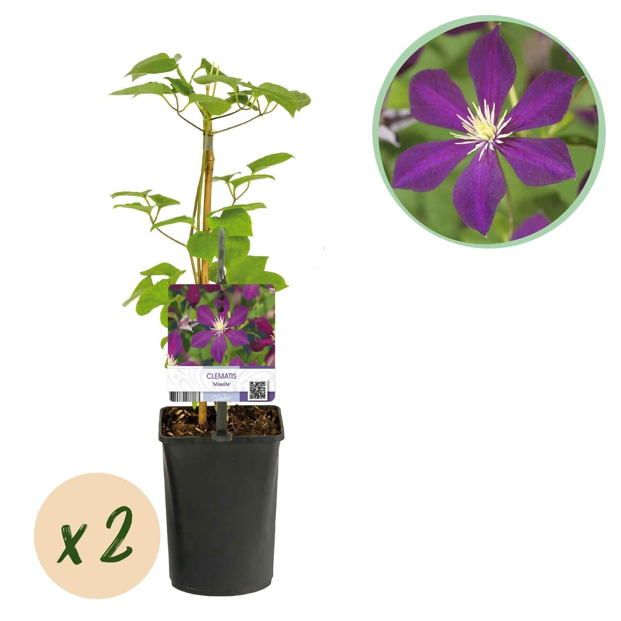 Image of Kletterpflanze Clematis Mikelite – Lila – weiße Blüten – Wenig Pflege – 2 Pflanzen – 11cm Höhe 40cm – Für Garten, Terrasse & Pergolen