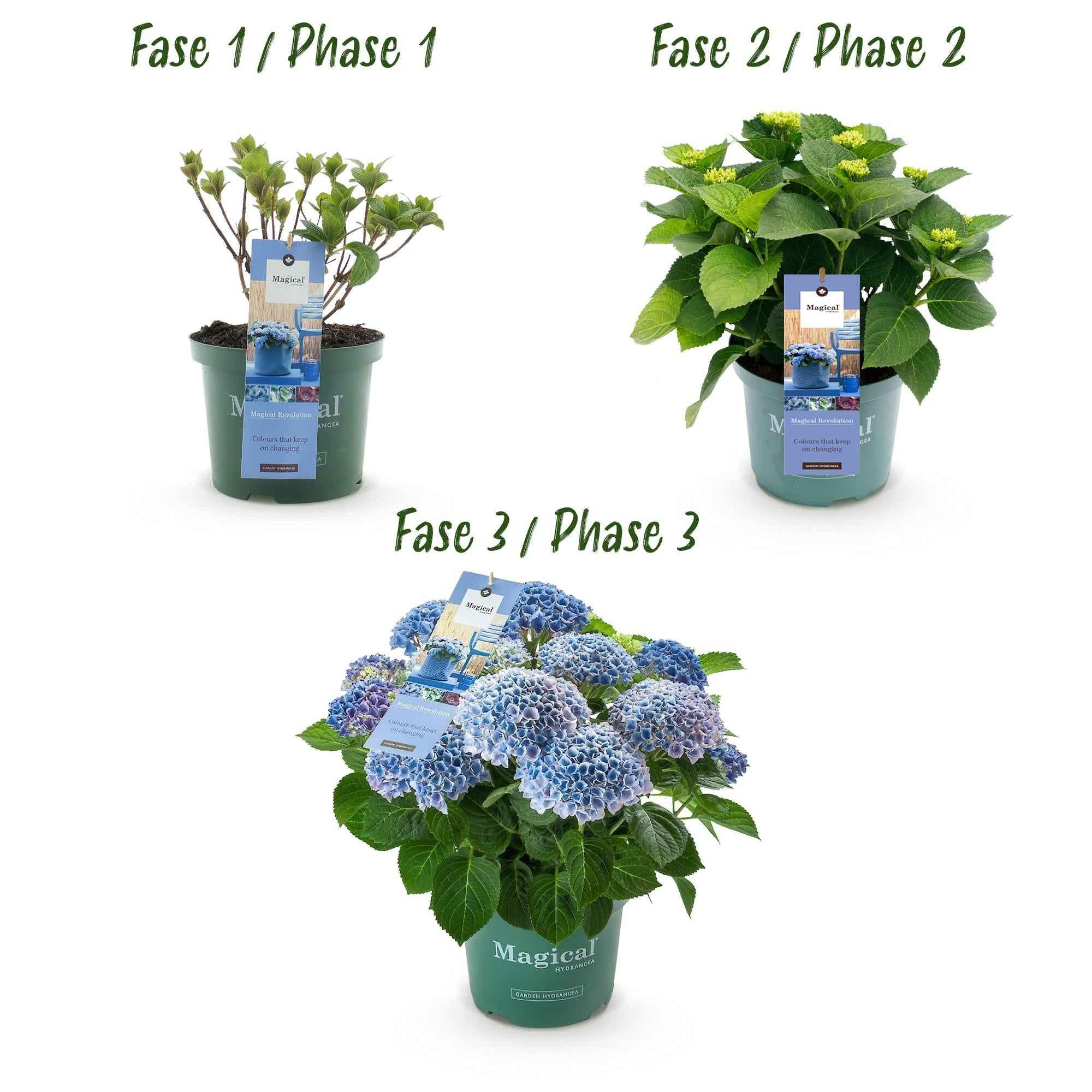 Image of Hydrangea macrophylla Magical Revolution Blue – Blaue Gartenhortensie – 2 Pflanzen im Topf 23cm – Höhe 55cm – 6-10 Blüten – Balkonpflanze
