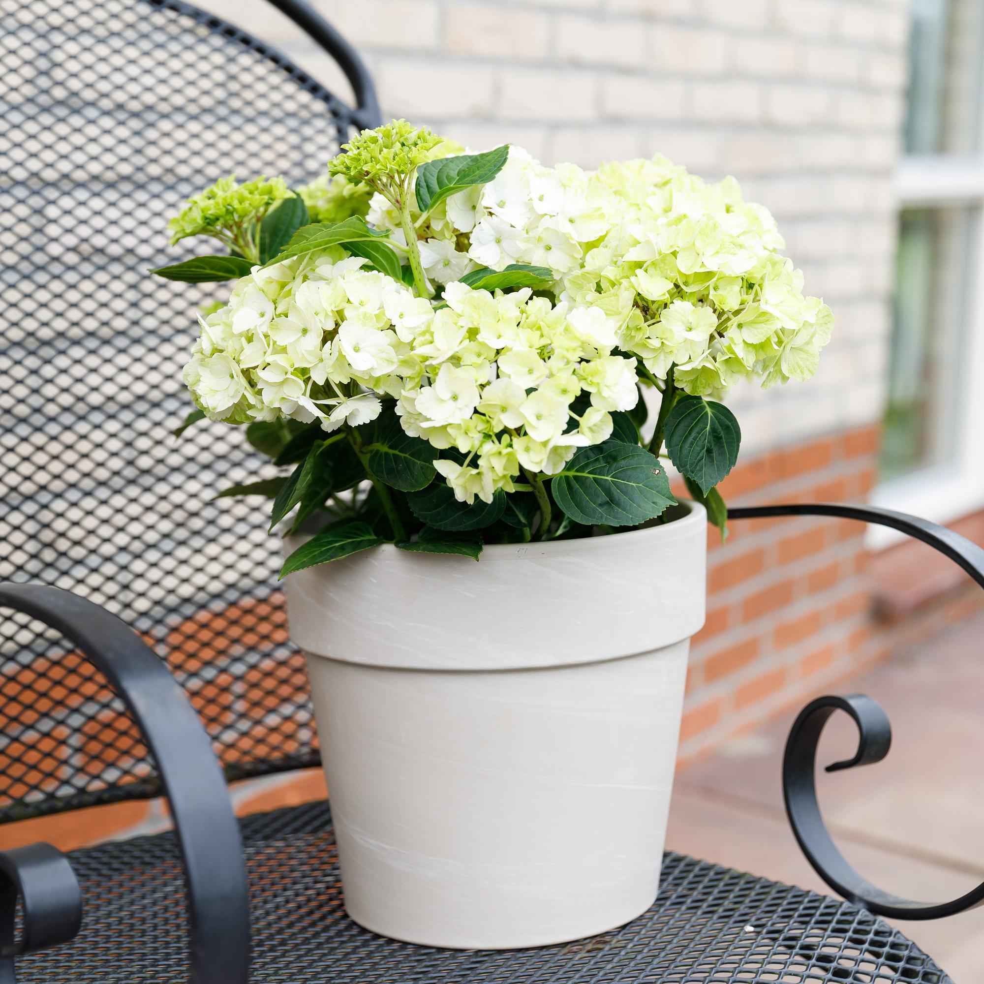 Image of Hydrangea macrophylla Magical Noblesse – Weiße Gartenhortensie – 2 Pflanzen 23cm – Höhe 55cm – 6-10 große Blüten – Balkonpflanze-4