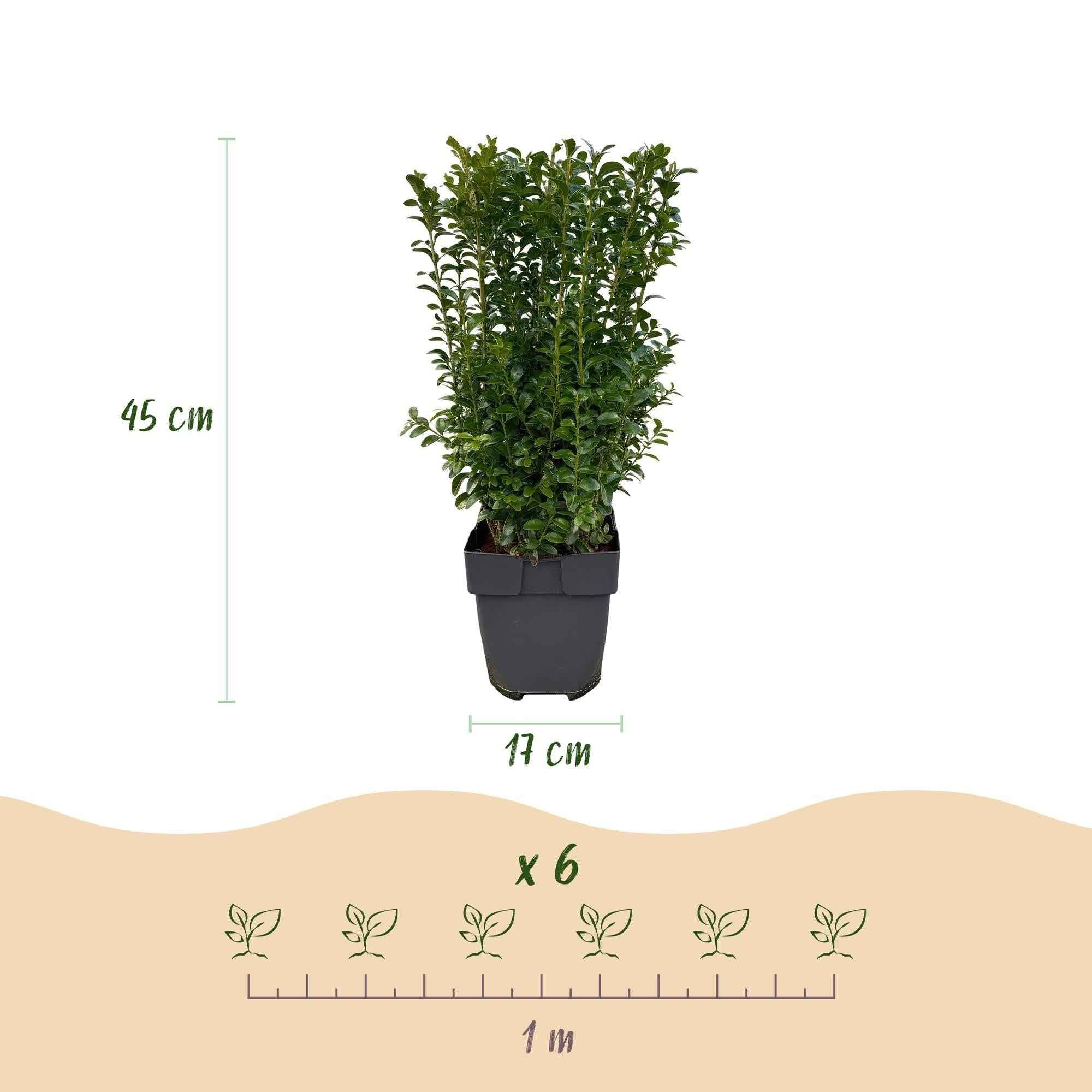 Image of Buxus sempervirens – 6 Pflanzen für 1 laufenden Meter – Gewöhnlicher Buchsbaum – Immergrüne Heckenpflanze im 17cm Topf – ca. 45cm hoch-2