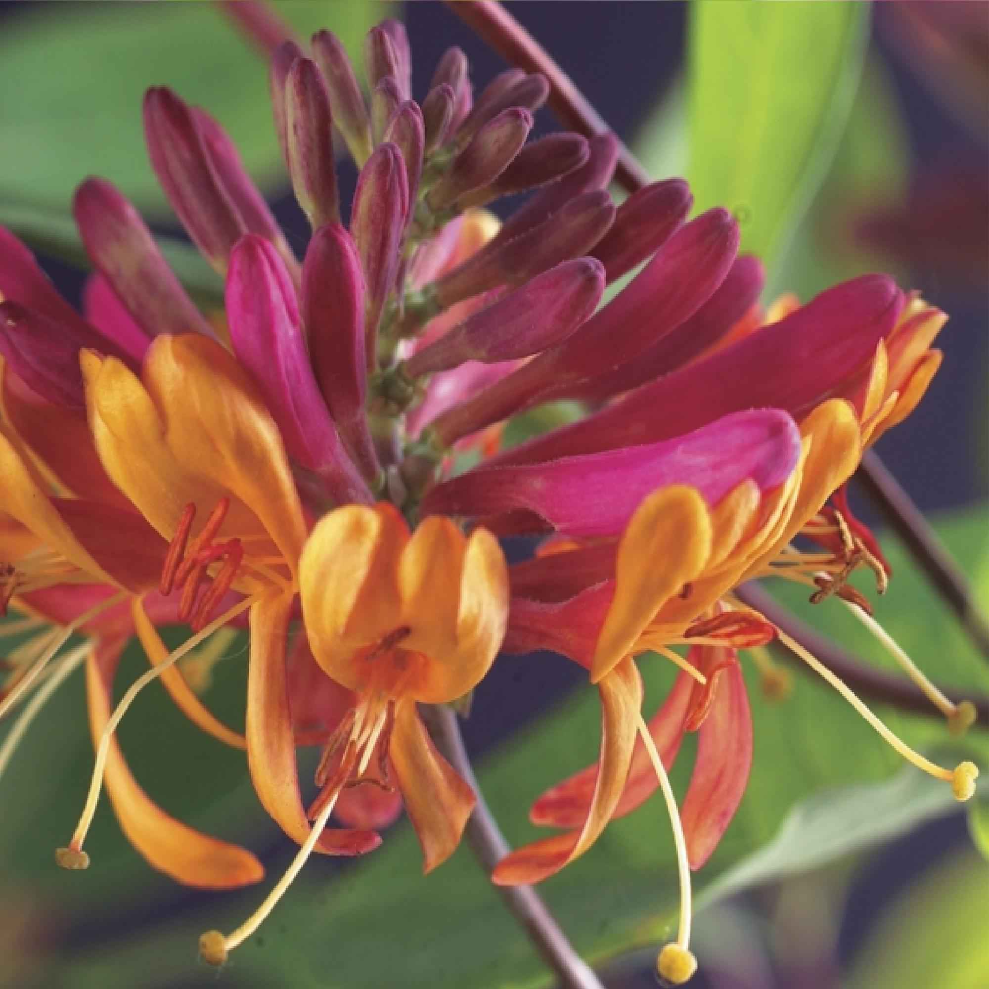 Image of Geißblatt Lonicera heckrottii Goldflame – 2 Pflanzen 11cm – ca. 40cm hoch – Duftende Kletterpflanze mit rosa – gelben Blüten – Für Zaun & Pergola-0