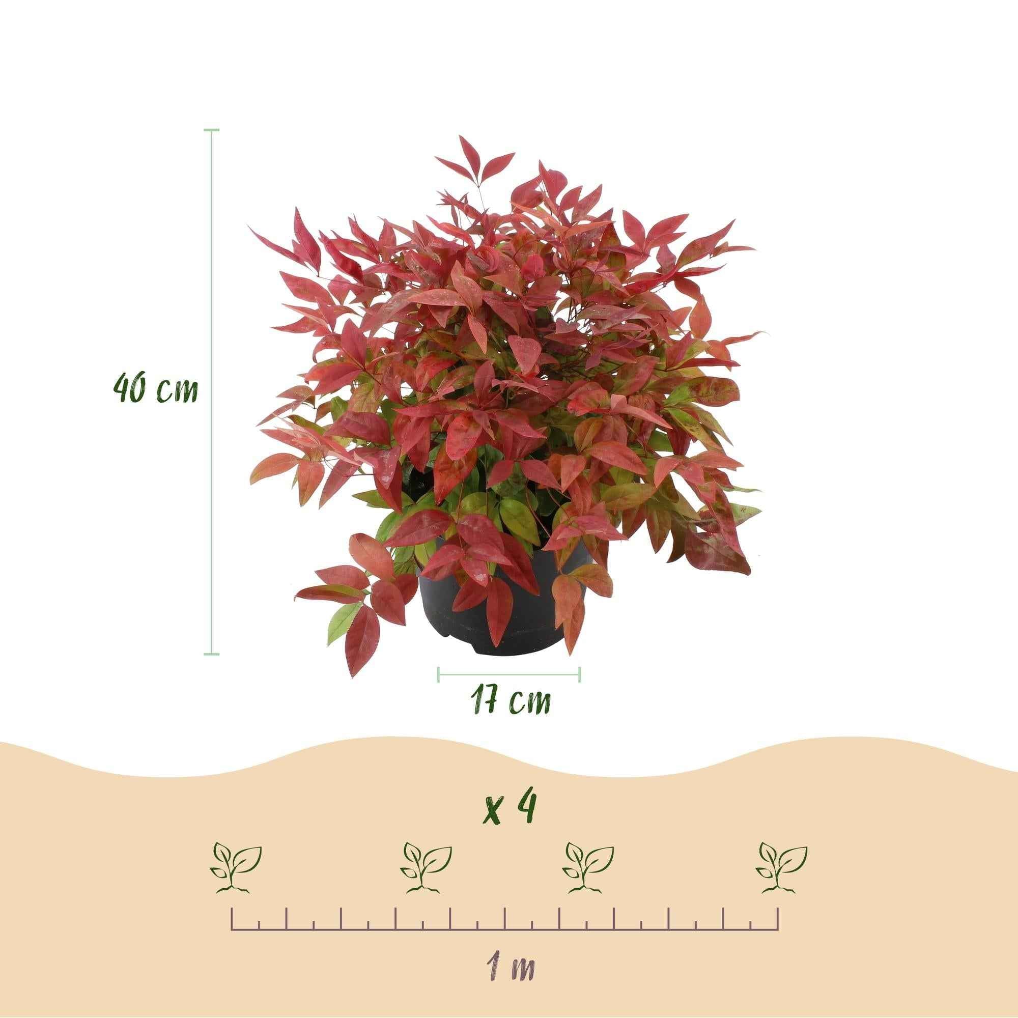 Image of Heiliger Bambus Nandina Blush Pink – 17cm Höhe ca.40cm – Immergrün & farbwechselnd – Dunkelrosa Laub für Beet Balkon Terrasse – Pflegeleichter dekorativer Zierstrauch-2