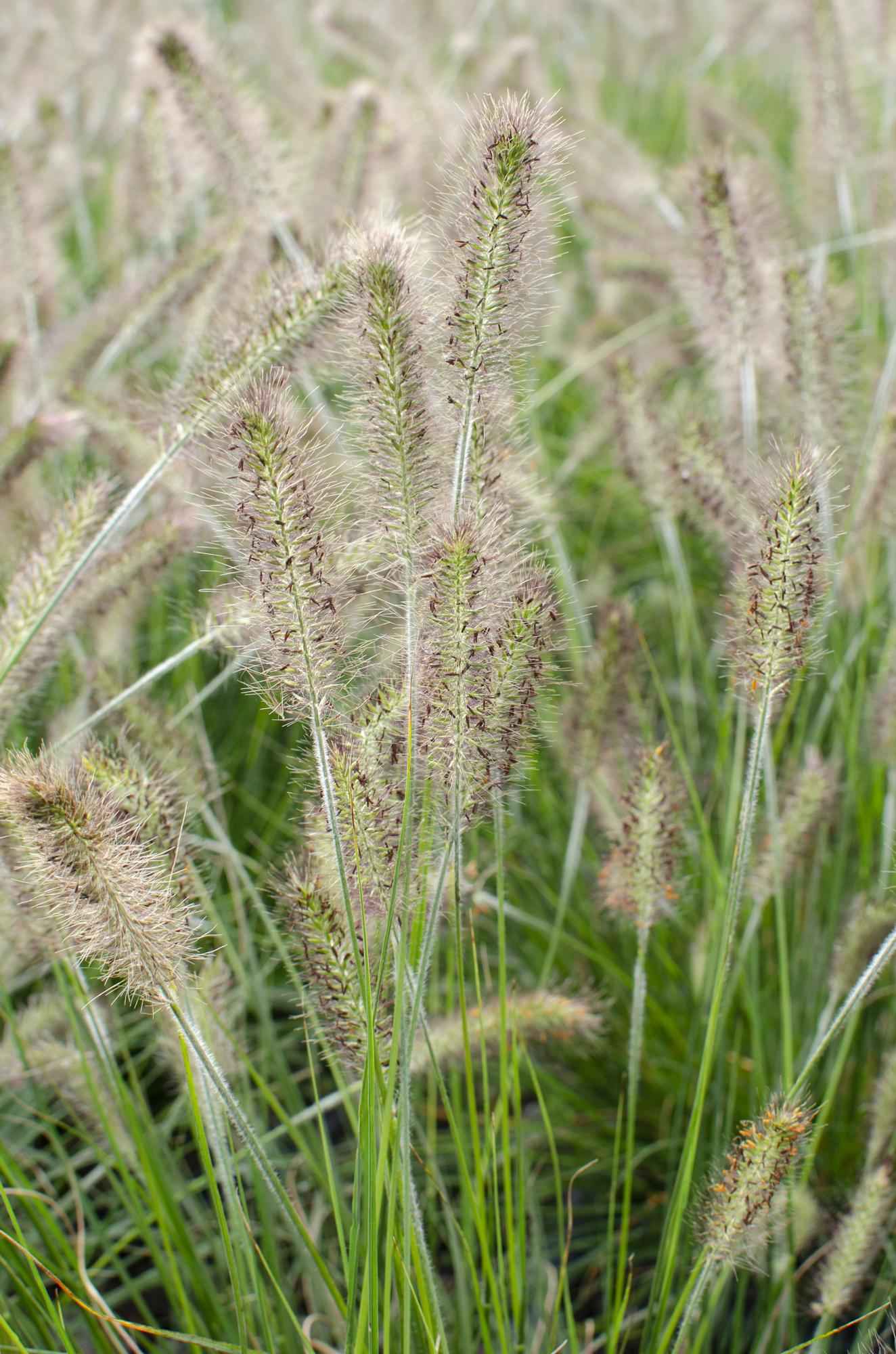 Image of Lampenputzergras Pennisetum alopecuroides Hameln 30cm 14cm winterhart dekoratives Ziergras für Garten Balkon Terrasse Beet Kiesgarten pflegeleicht