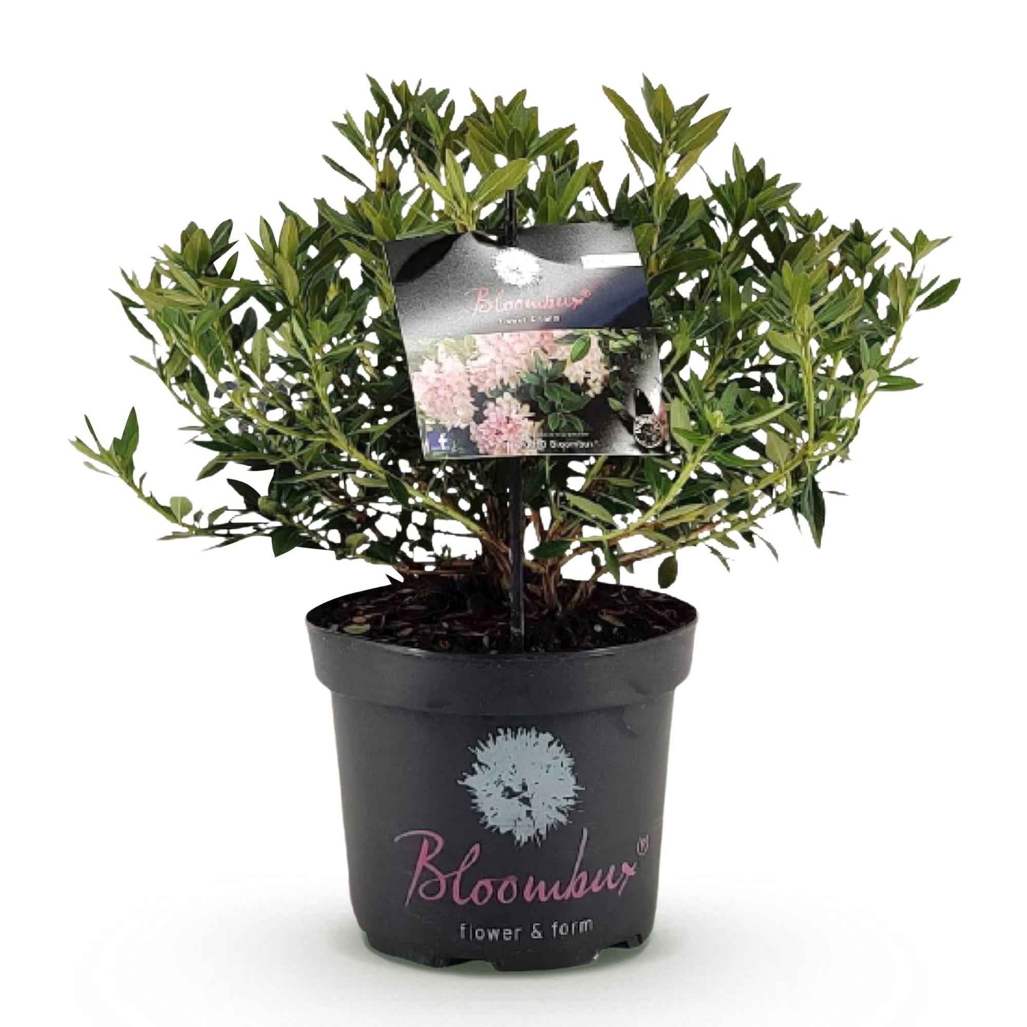 Image of Rhododendron Bloombux Light Pink – Zwerg-Rhododendron als Buchsbaum-Ersatz – Winterharte Gartenpflanze mit hellrosa Blüten – 23cm-1