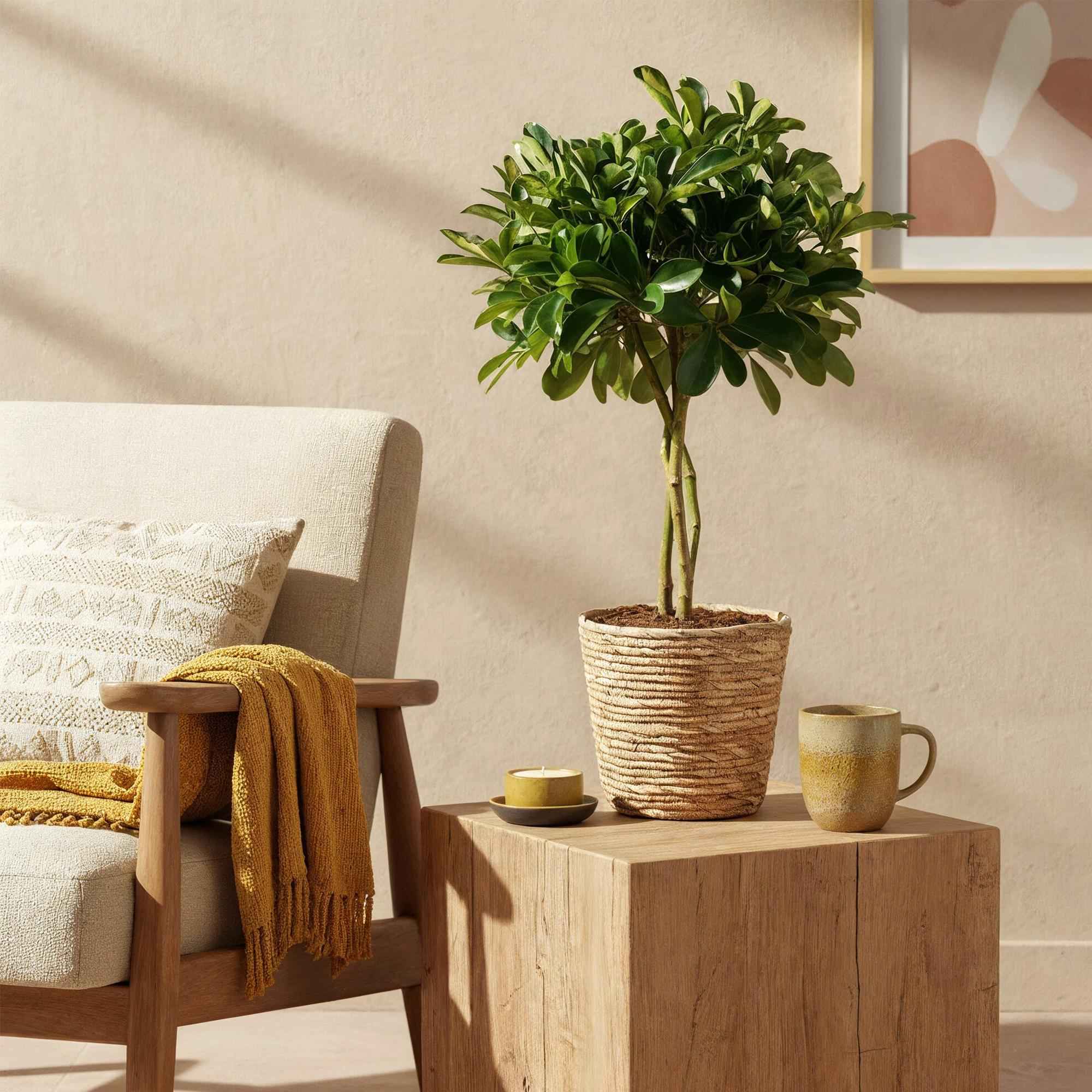 Image of Schefflera Gold Capelle – 70-80cm – 21cm inkl. Naturkorb – Pflegeleichter Fingerbaum – Grün – Goldenes Blattwerk