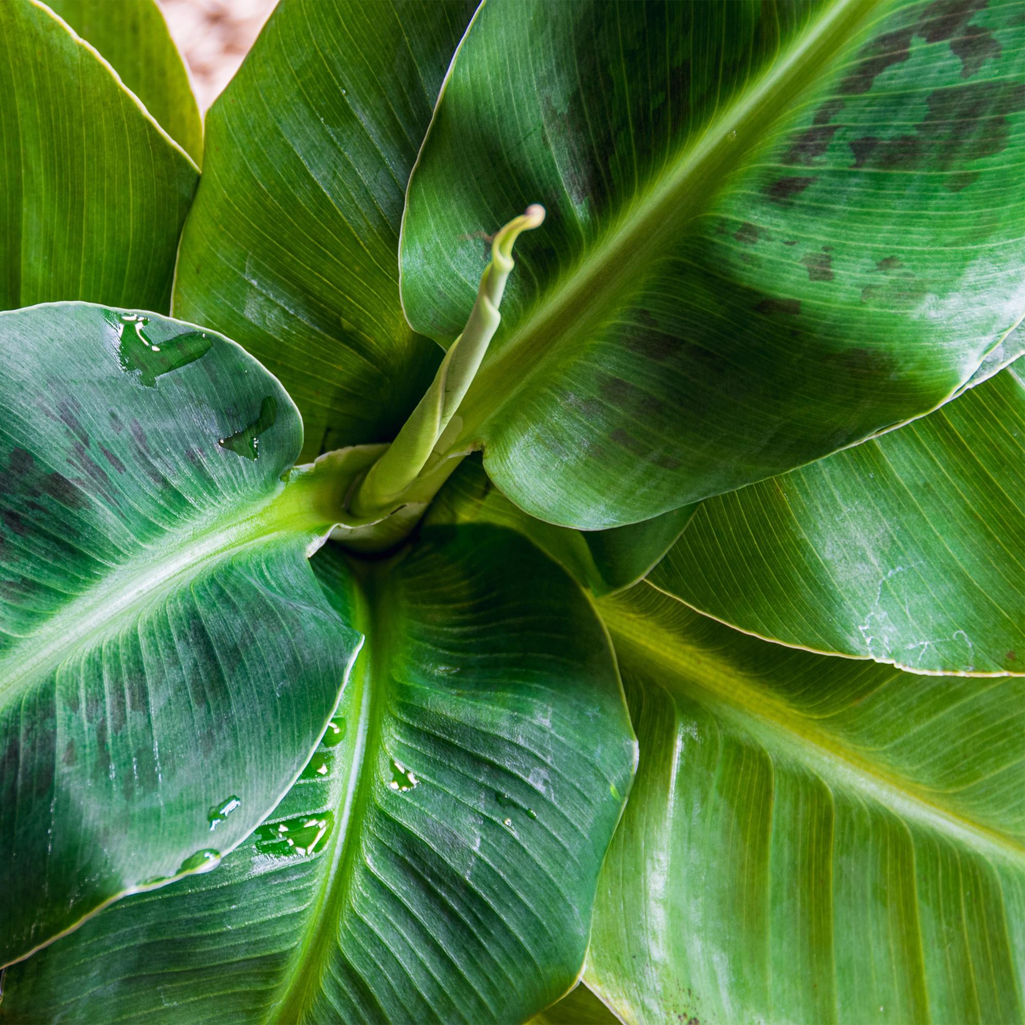 Image of Bananenpflanze Musa acuminata Dwarf Cavendish – 70-75cm – 21cm inkl. Naturkorb – Pflegeleicht – Tropische Zimmerpflanze mit großen Blättern-4