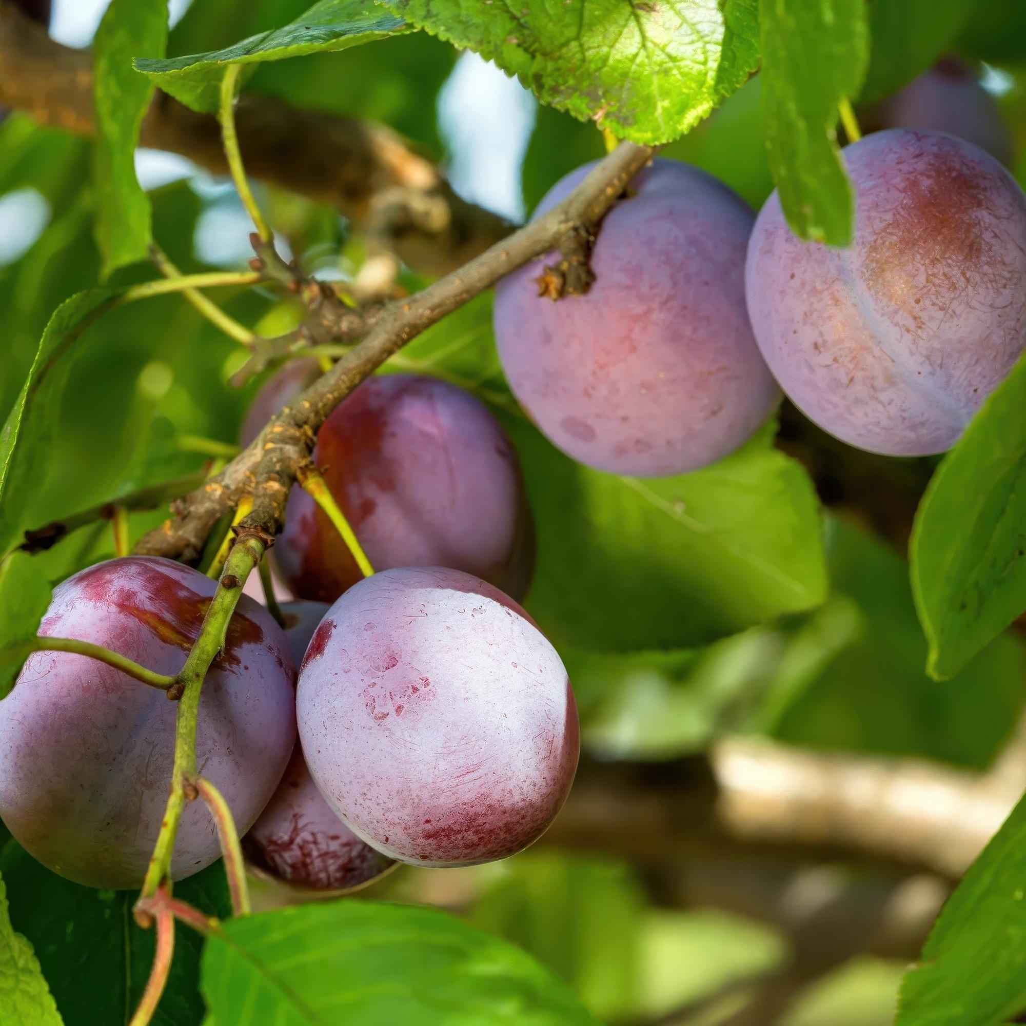 Image of Pflaumenbaum – Prunus domestica 'Opal' – ca. 90cm hoch – Topf Ø21cm – gelb – rote Früchte – selbstfruchtend & ertragreich-3