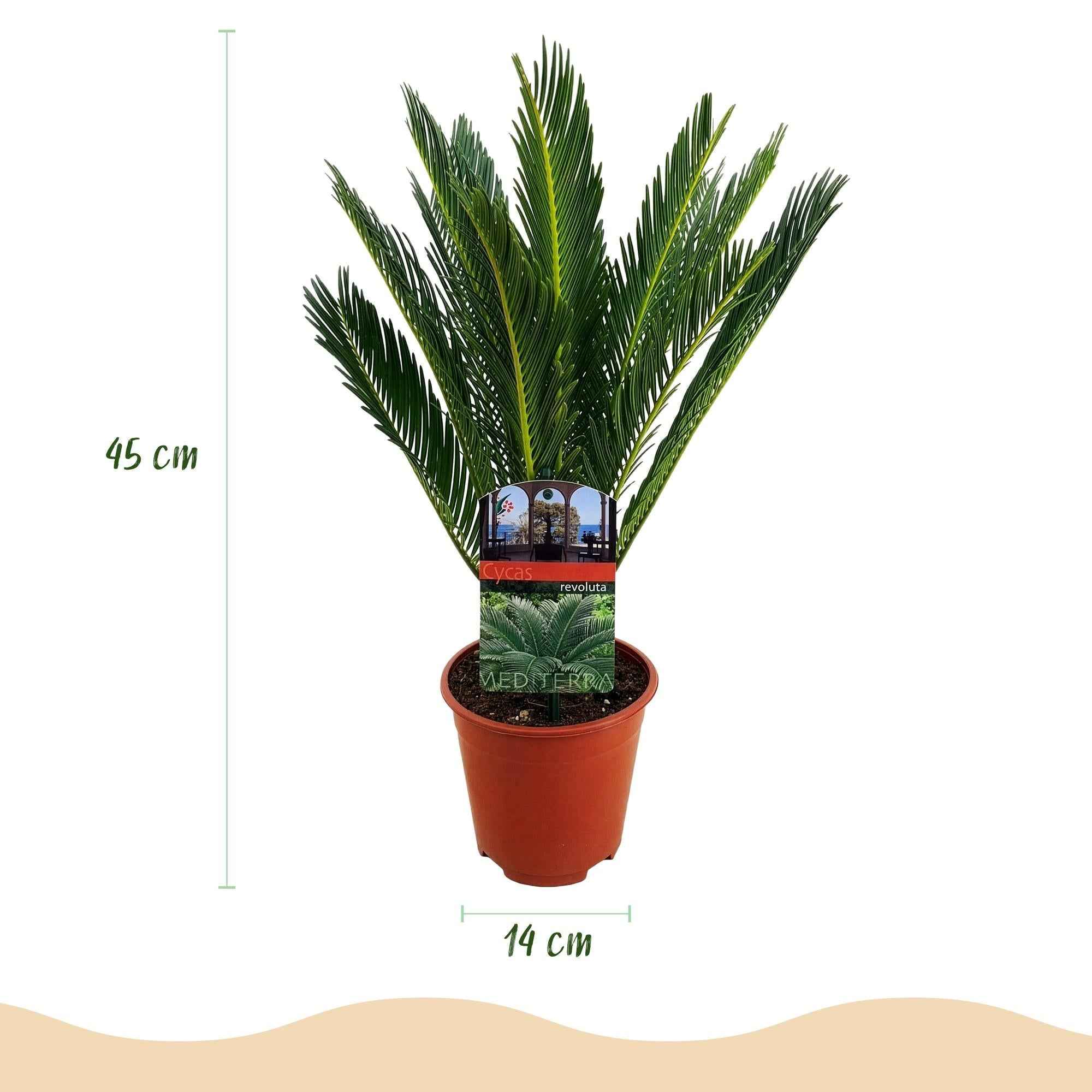 Image of Cycas revoluta Sagopalmfarn – 45cm – 14cm – Pflegeleichte Zimmerpflanze mit fiederartigen Blättern – Exotischer Blickfang für Wohn – & Arbeitsräume-2