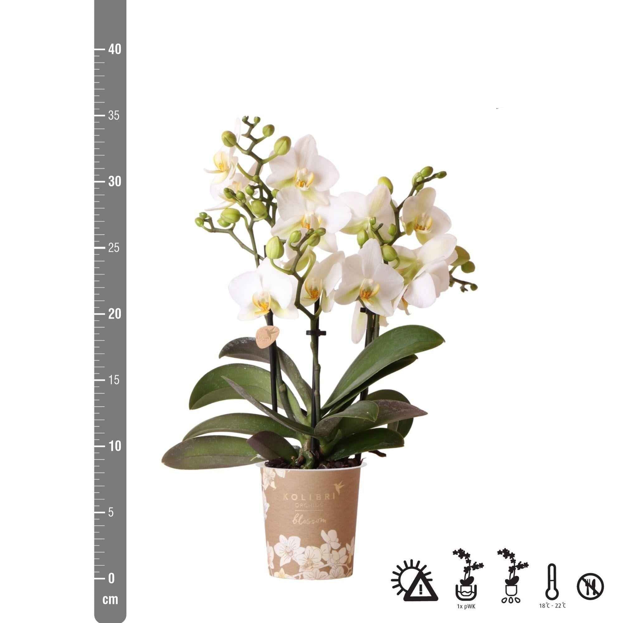 Image of Phalaenopsis Orchidee Lausanne – Weiß – Ø9cm – Zimmerpflanze mit 3 Blütentrieben – Pflegeleicht & elegant – Aus der Blossom – Kollektion-1