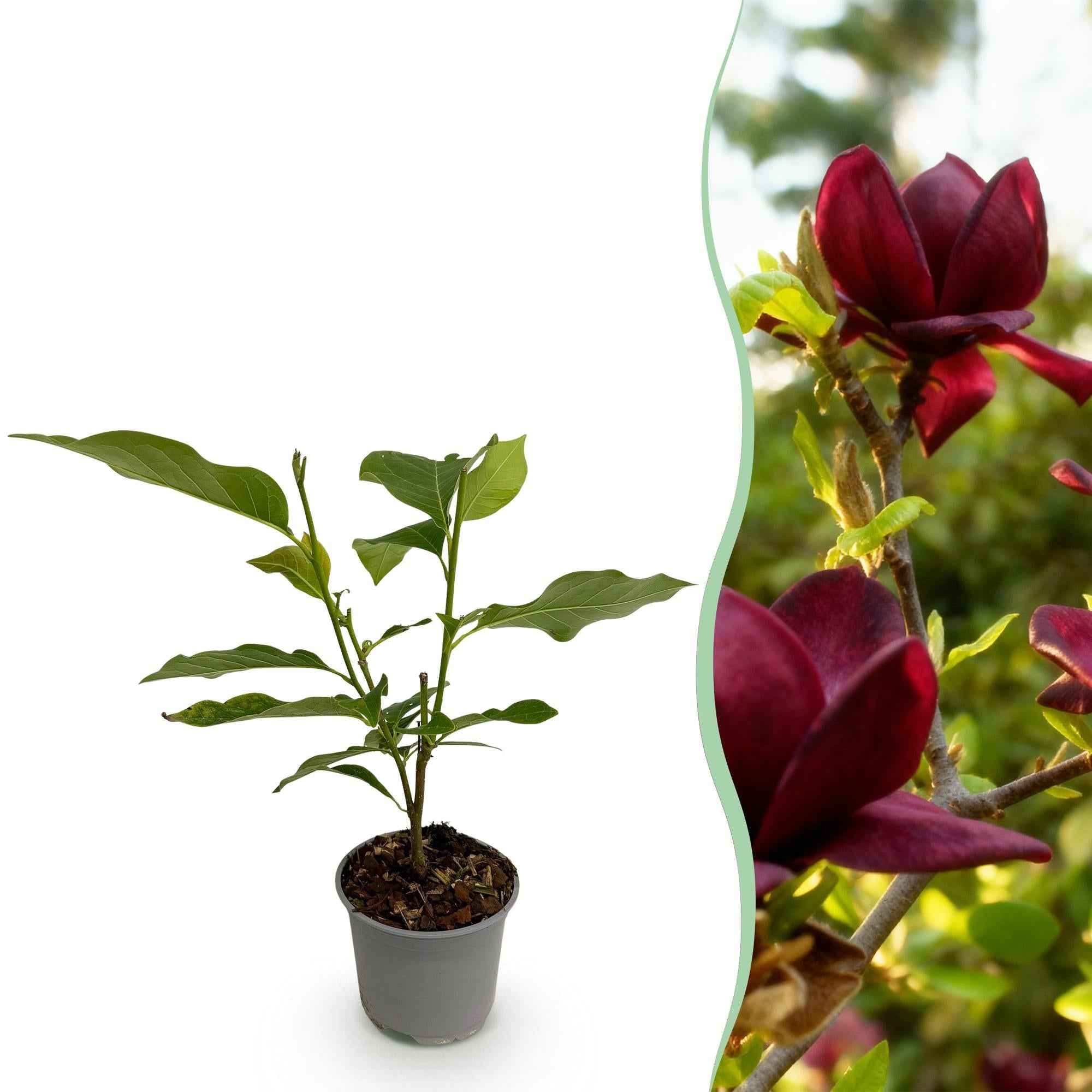 Image of Magnolia Genie – 12cm – Höhe ca. 30cm – Laubabwerfende Magnolie mit großen lilafarbenen Frühlingsblüten – Pflegeleicht für Beet, Balkon & Terrasse