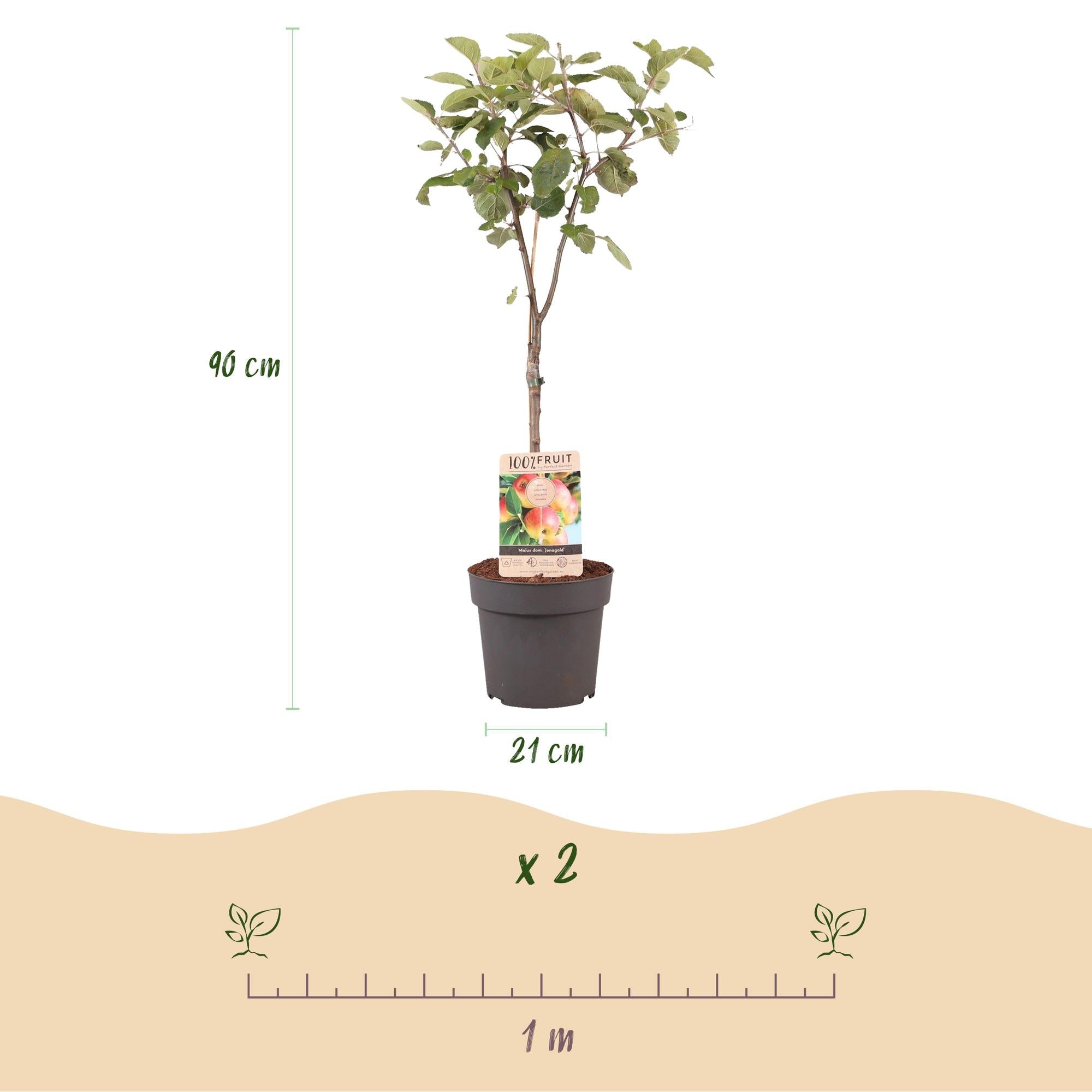 Image of Apfelbaum Malus domestica Jonagold – Gelbgrüner Apfel – Obstbaum im Ø21cm – Höhe ca. 90cm – Süß – saurer Geschmack – Pflegeleicht & gesund-3