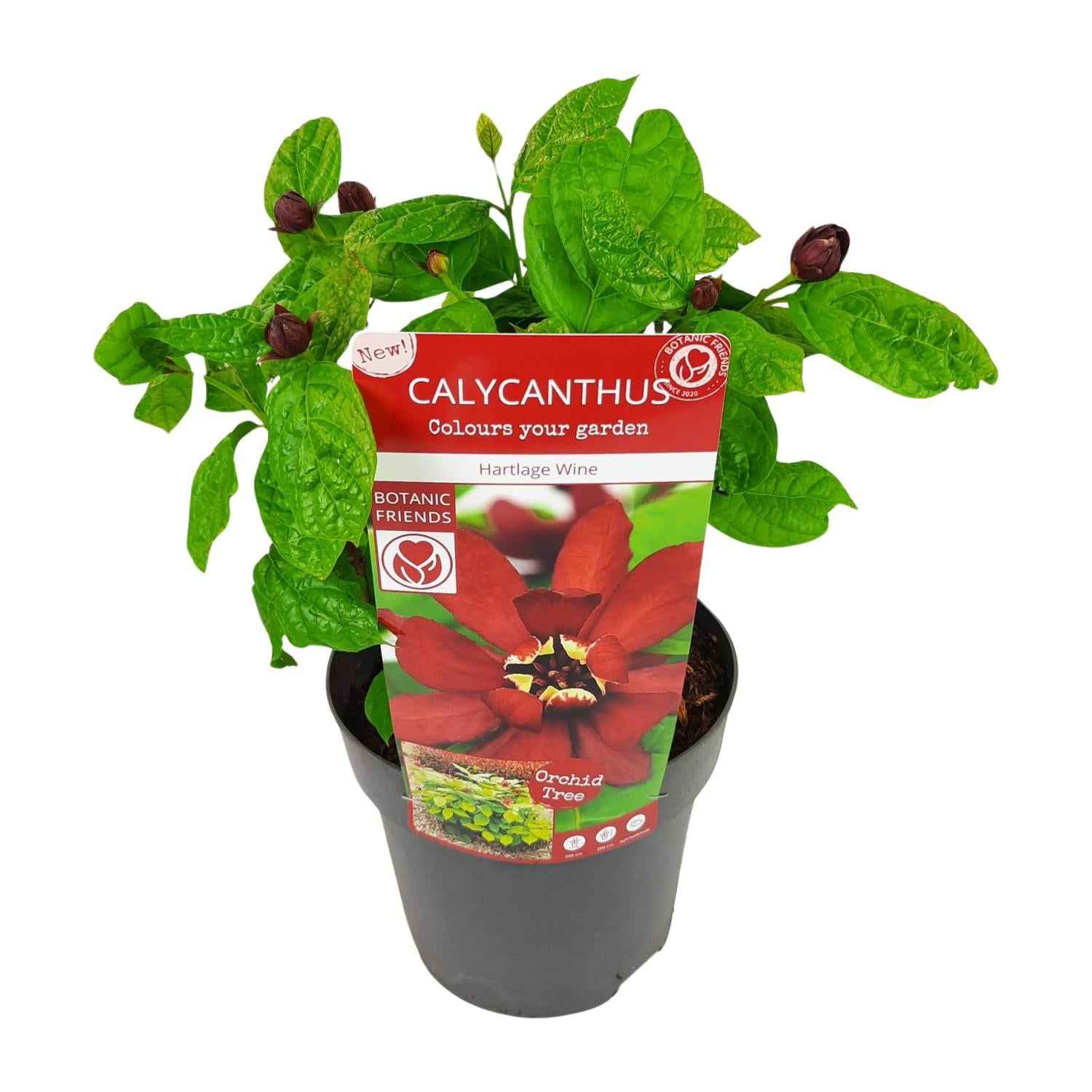 Image of Sinocalycanthus Hartlage Wine – Ø19cm – ca.30-50cm hoch – Carolina Allspice – Duftender Zierstrauch mit rot – violetten Blüten – Garten & Kübelpflanze-0