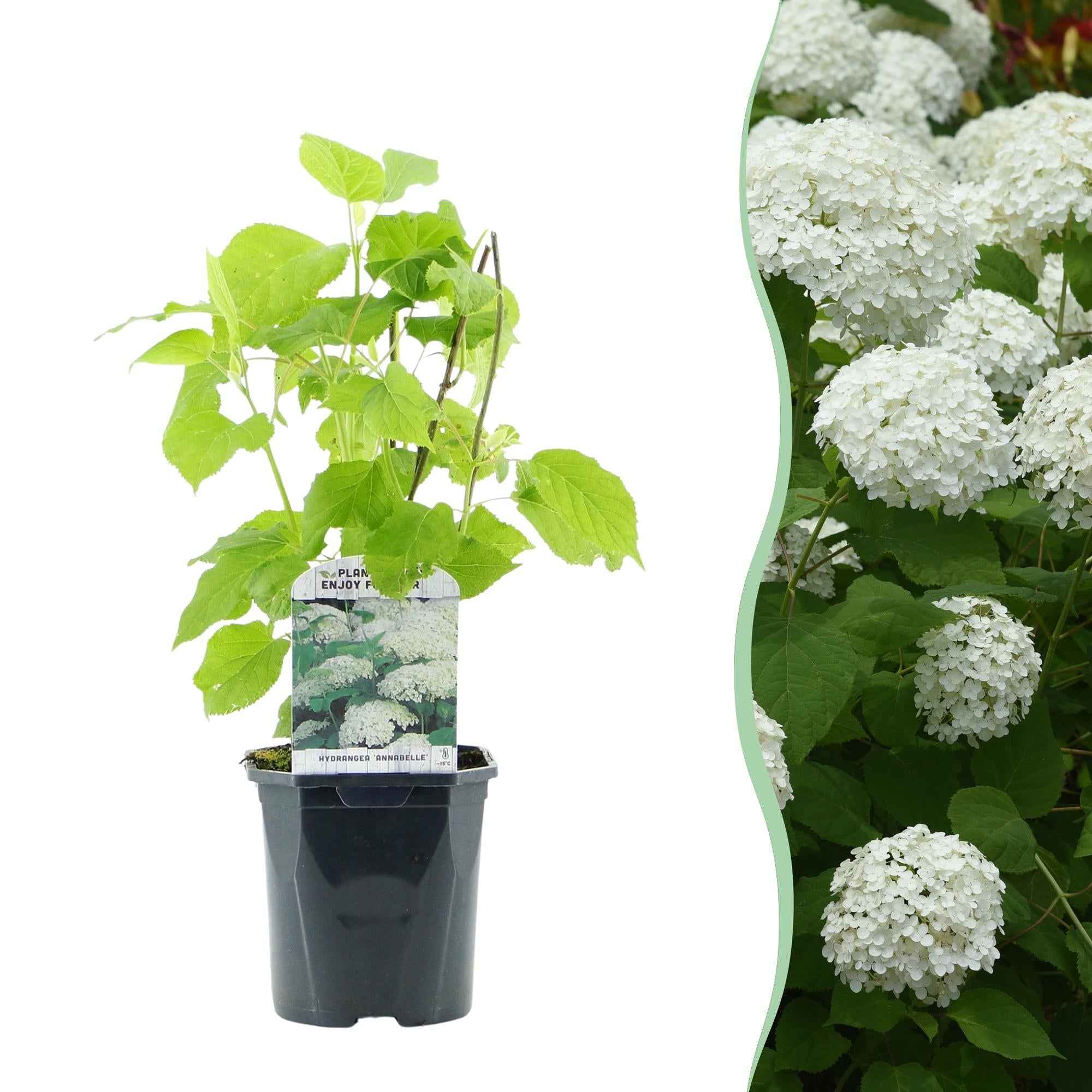 Image of Rispenhortensie – Hydrangea arborescens Annabelle – Blüte Weiß – Große Blüten – 17cm Höhe 50cm – Winterhart & pflegeleicht für Beet & Kübel-1