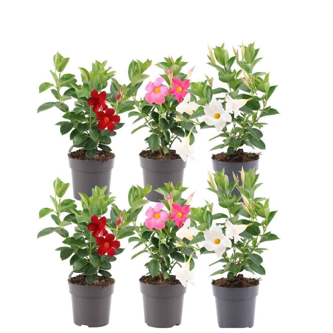 Image of Dipladenia Mix – 6er-Set Mandevilla – Pink, Weiß & Rot – Kletterpflanzen – Ø12 cm – Ca. 25 cm hoch – Blühfreudig, pflegeleicht & vielseitig – Für Garten, Terrasse & Balkon-0