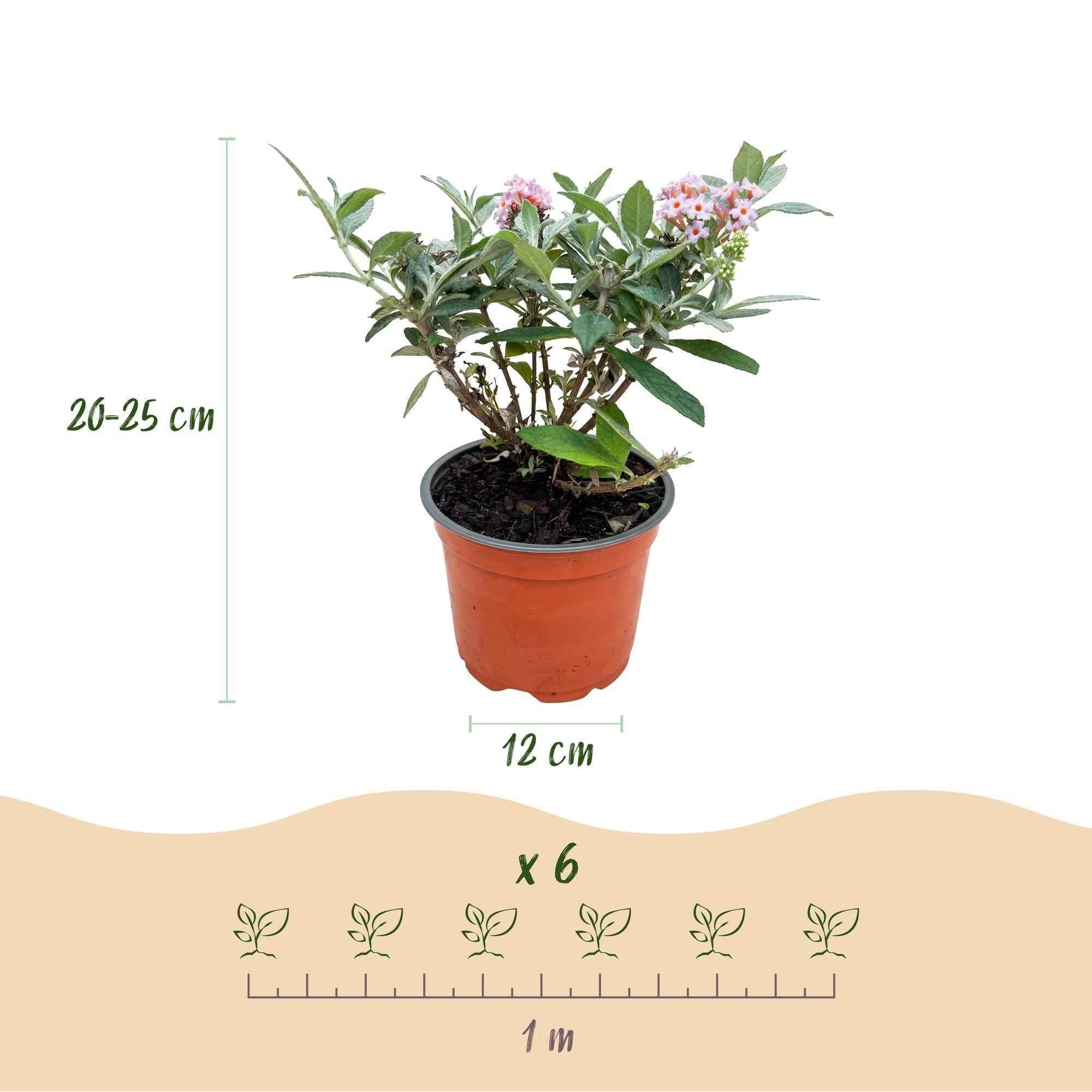 Image of Schmetterlingsflieder Buddleja davidii Butterfly Candy Little Pink kompakt rosa 20-25cm im 12cm Topf bienenfreundlich duftend für Garten Balkon-2