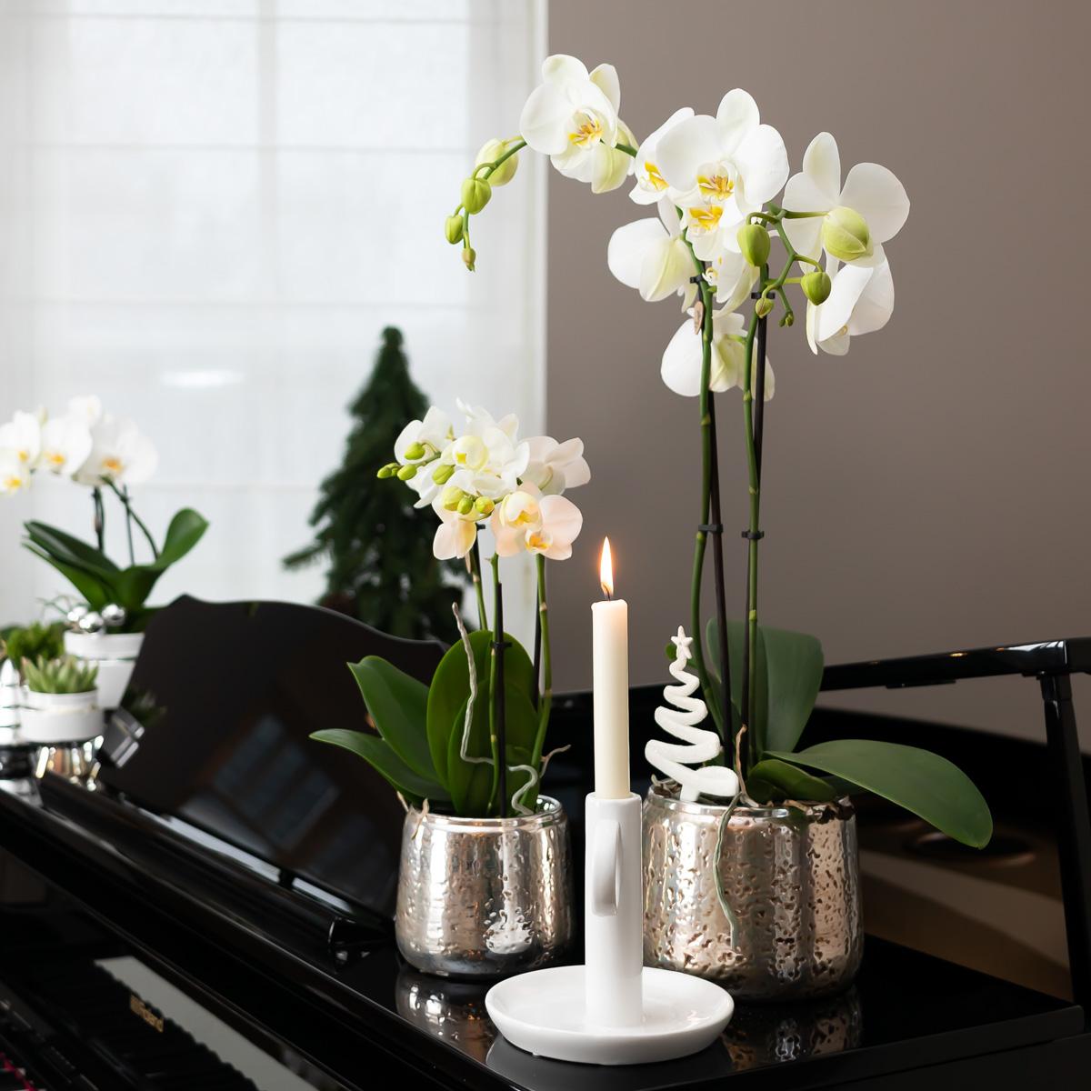 Image of Weiße Phalaenopsis Orchidee Amabilis – 2-3 Zweige – Luxus – Ziertopf Silber Ø9cm – Höhe 40cm – Blühende Zimmerpflanze – Frisch vom Züchter-1