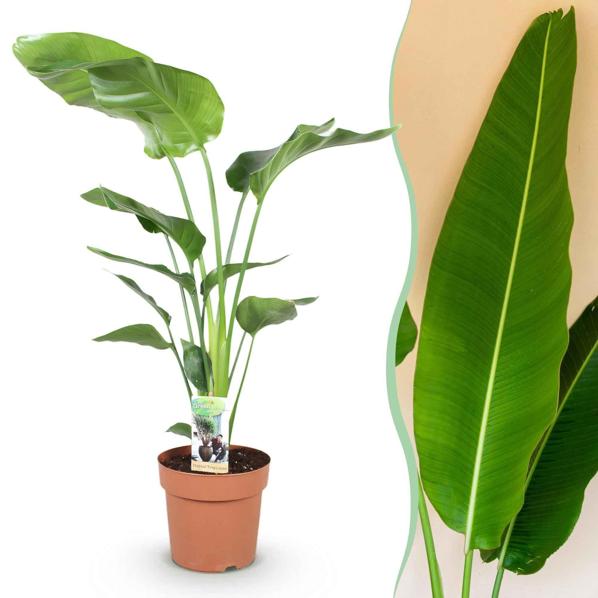 Image of Strelitzia Nicolai – 110-120cm – 21cm – Pflegeleichte Paradiesvogelblume – Große tropische Zimmerpflanze-1