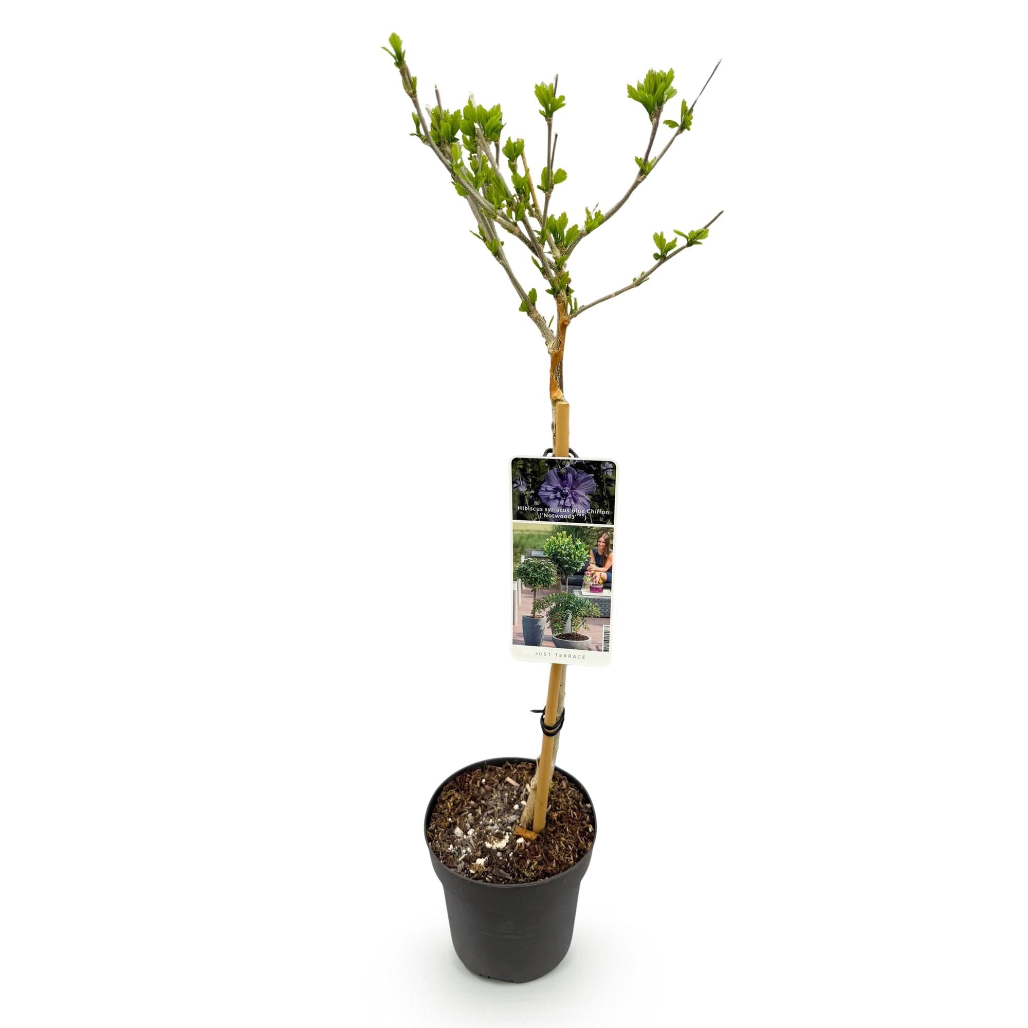 Image of Hibiscus syriacus Blue Chiffon – Pflegeleichte Stamm – Pflanze mit großen blauen Blüten – Laubabwerfend – Ø19cm – Höhe ca. 90cm-1