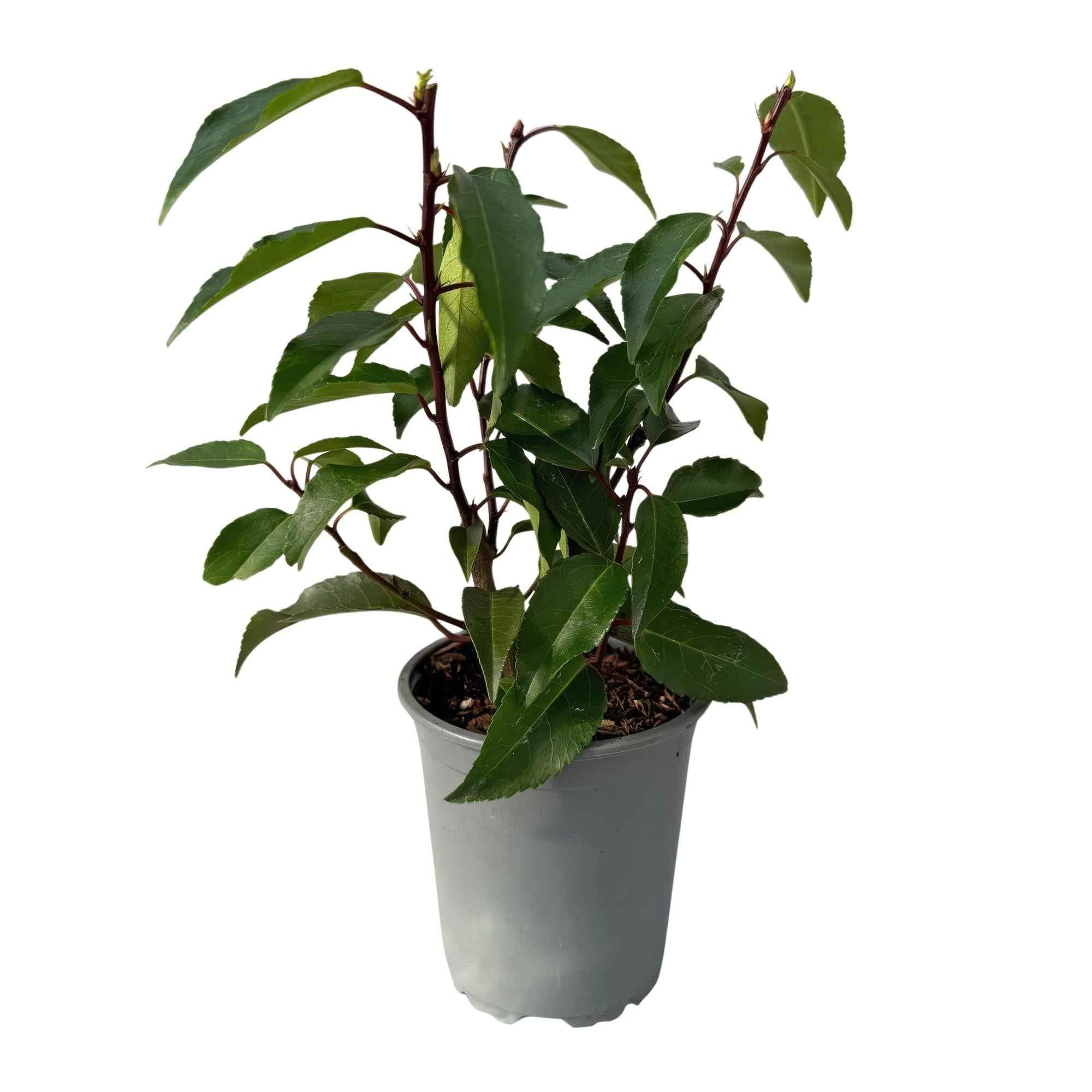 Image of Prunus lusitanica Angustifolia – Chickasa – Pflaume – Immergrüne Heckenpflanze – Blatt Grün – 9cm x H30-35cm – pflegeleicht – 8 Pflanzen-0