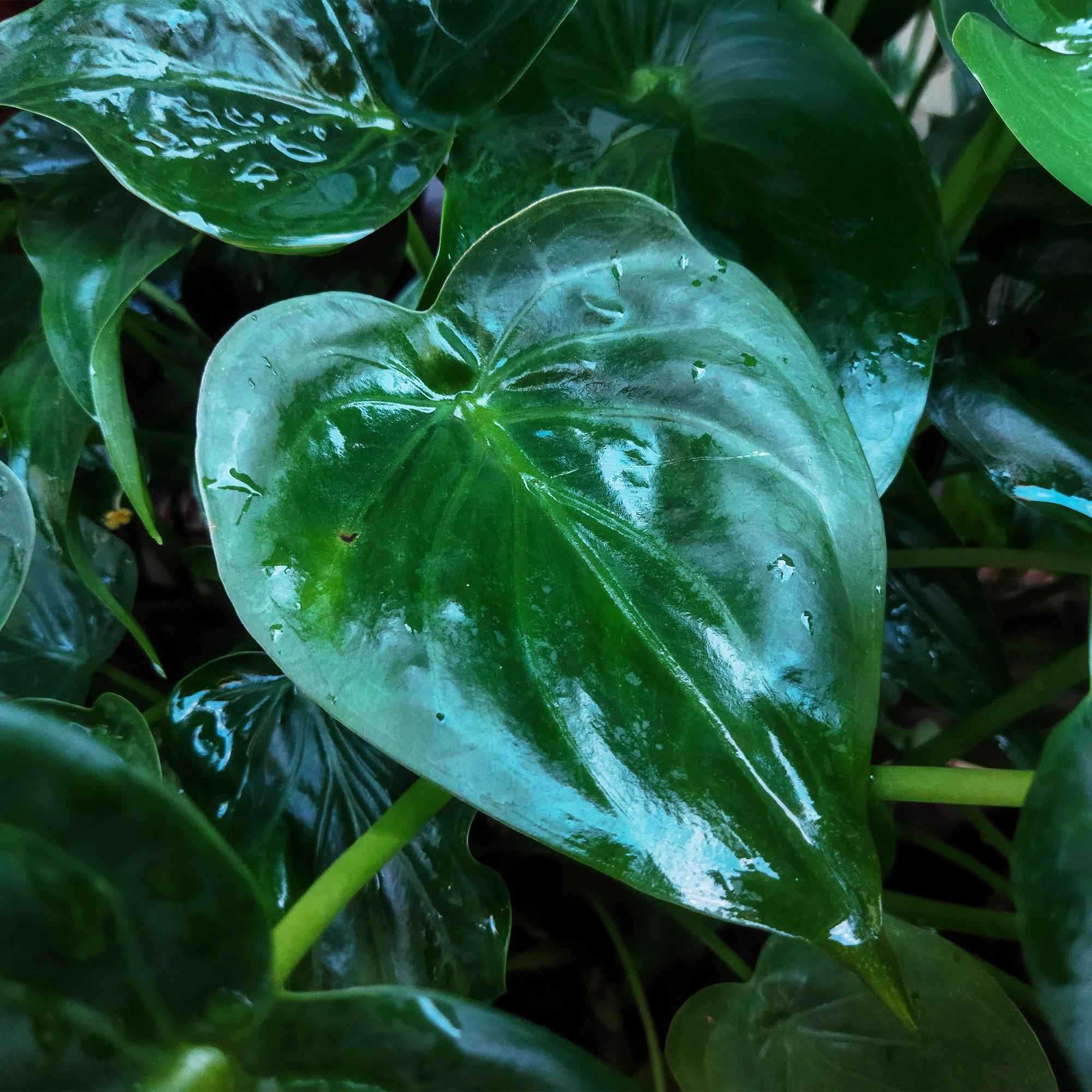 Image of Alocasia Cucullata Buddhas Hand – 21cm – Höhe 65-70cm – Pflegeleichte grüne Zimmerpflanze mit herzförmigen Blättern für exotische Innenräume-4