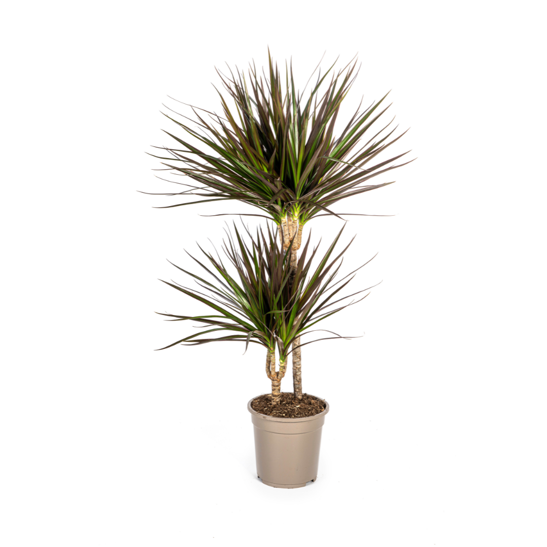 Image of Drachenbaum Dracaena Marginata Magenta – Zimmerpflanze Ø19cm – 70-90cm hoch – Grünpflanze mit magentafarbenen Blatträndern-0