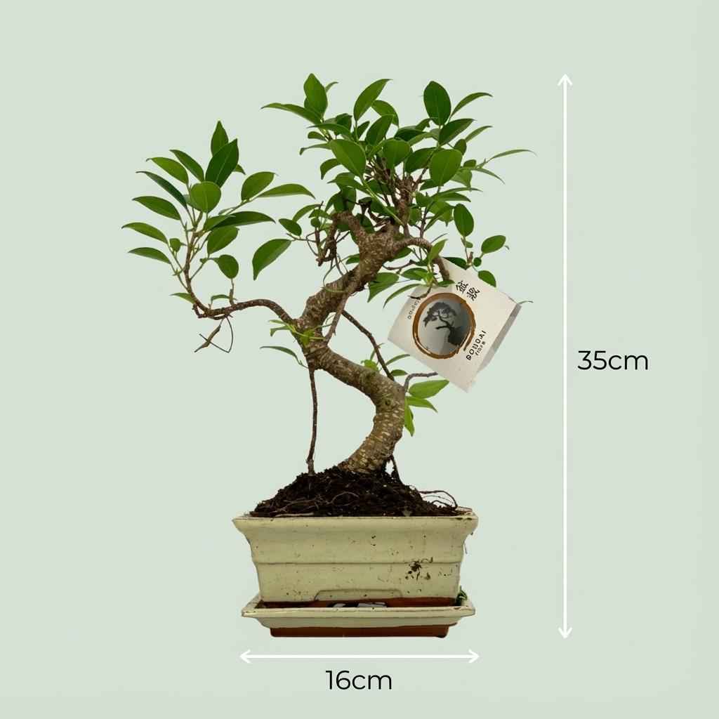 Image of Bonsai Baum Ø15cm Höhe 30-35cm – Klassischer Miniaturbaum mit geschwungenem Stamm – In edler Keramikschale – Dekorative Zimmerpflanze-3