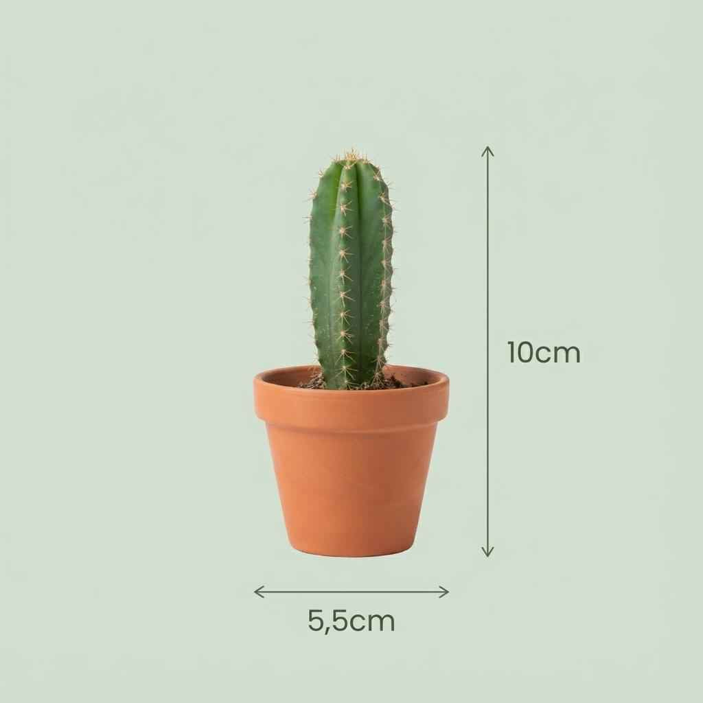Image of Mini Kakteen Set 3 Pflanzen Ø5,5cm Höhe5-10cm – Pflegeleichte Mini – Kakteen für sonnige Fensterbank – Ideal für kleine Räume & Deko-3