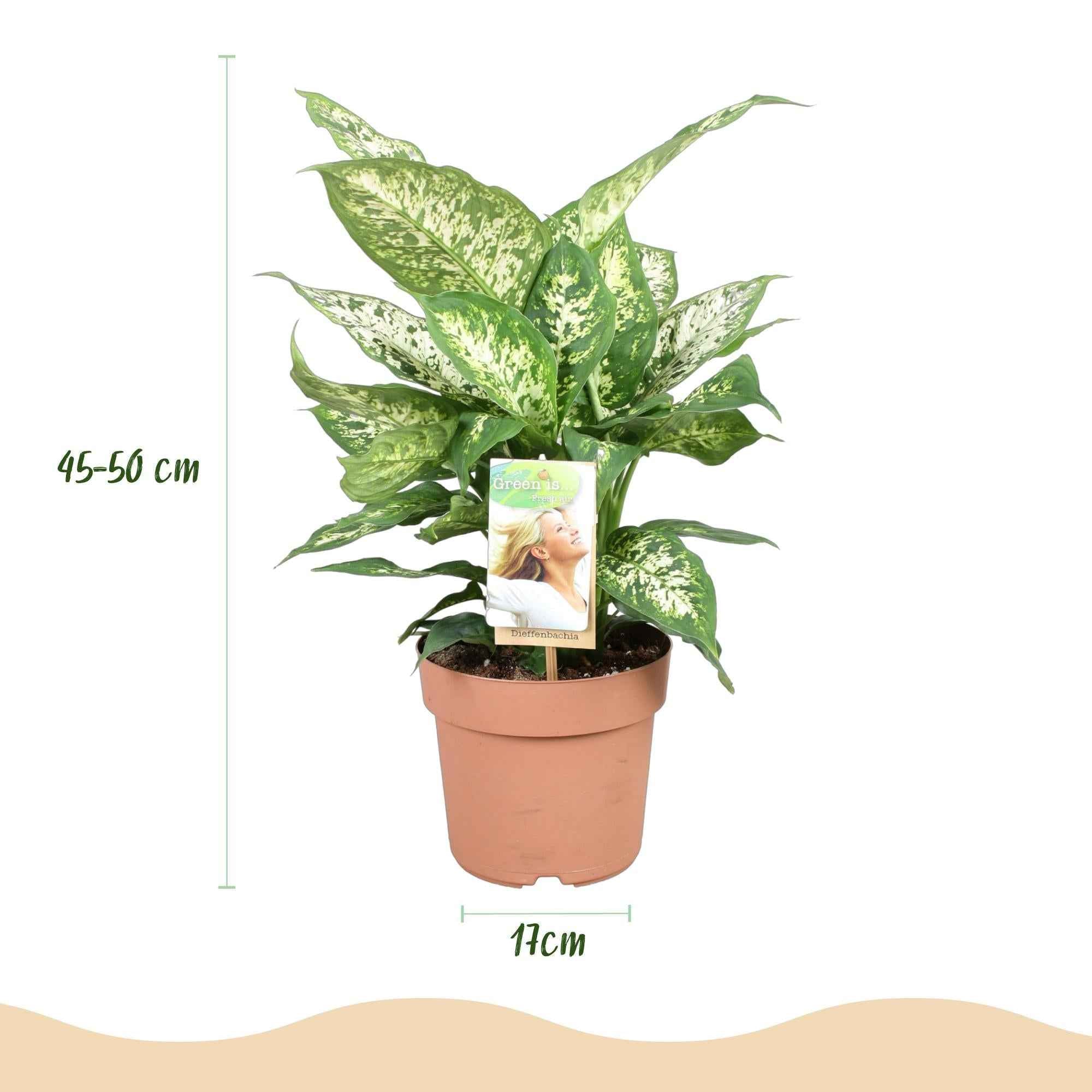 Image of Dieffenbachia Compacta – Buntlaubige Zimmerpflanze – 17cm – Höhe 45-50cm – Pflegeleichte dekorative Blattpflanze für Wohn – und Arbeitsräume-2