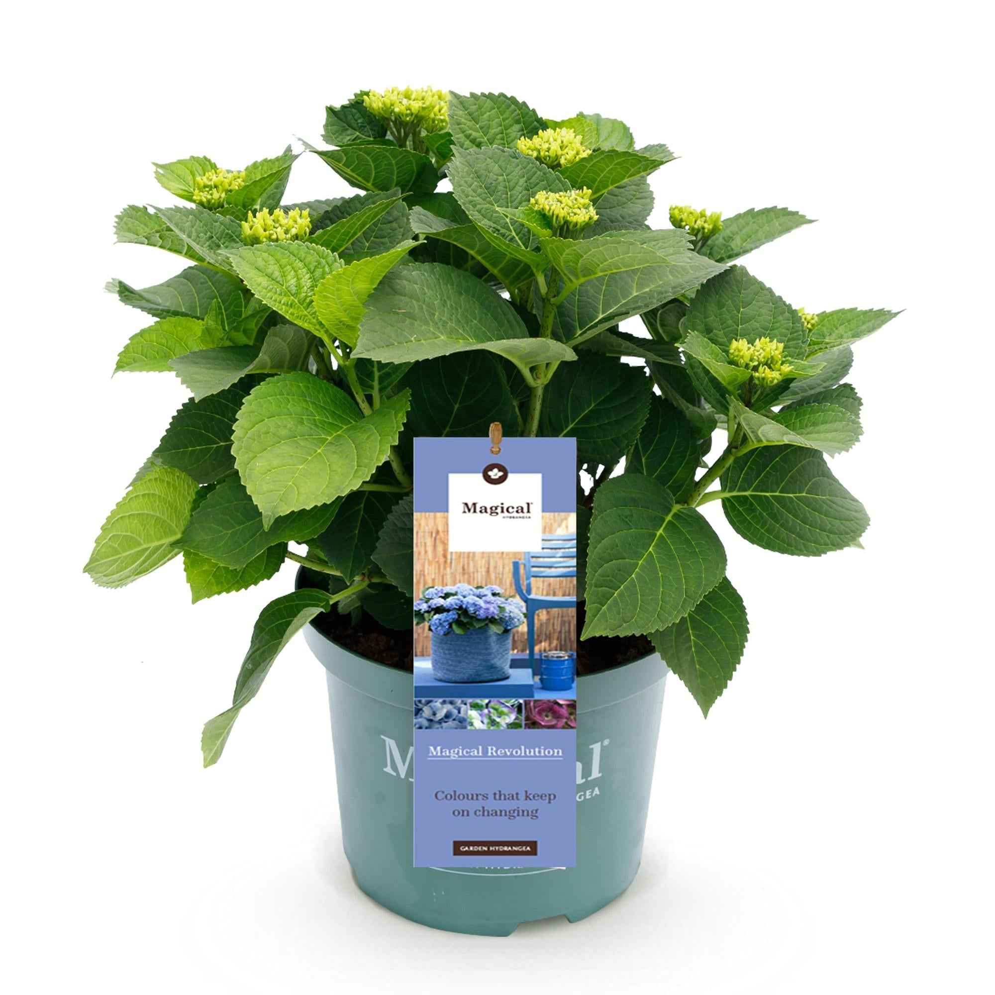 Image of Hortensie Magical Revolution Blue – Blau – 2 Pflanzen – Hydrangea macrophylla – 23cm – Ca. 55cm hoch – 6-10 Blüten – Für Beet, Balkon & Terrasse-1