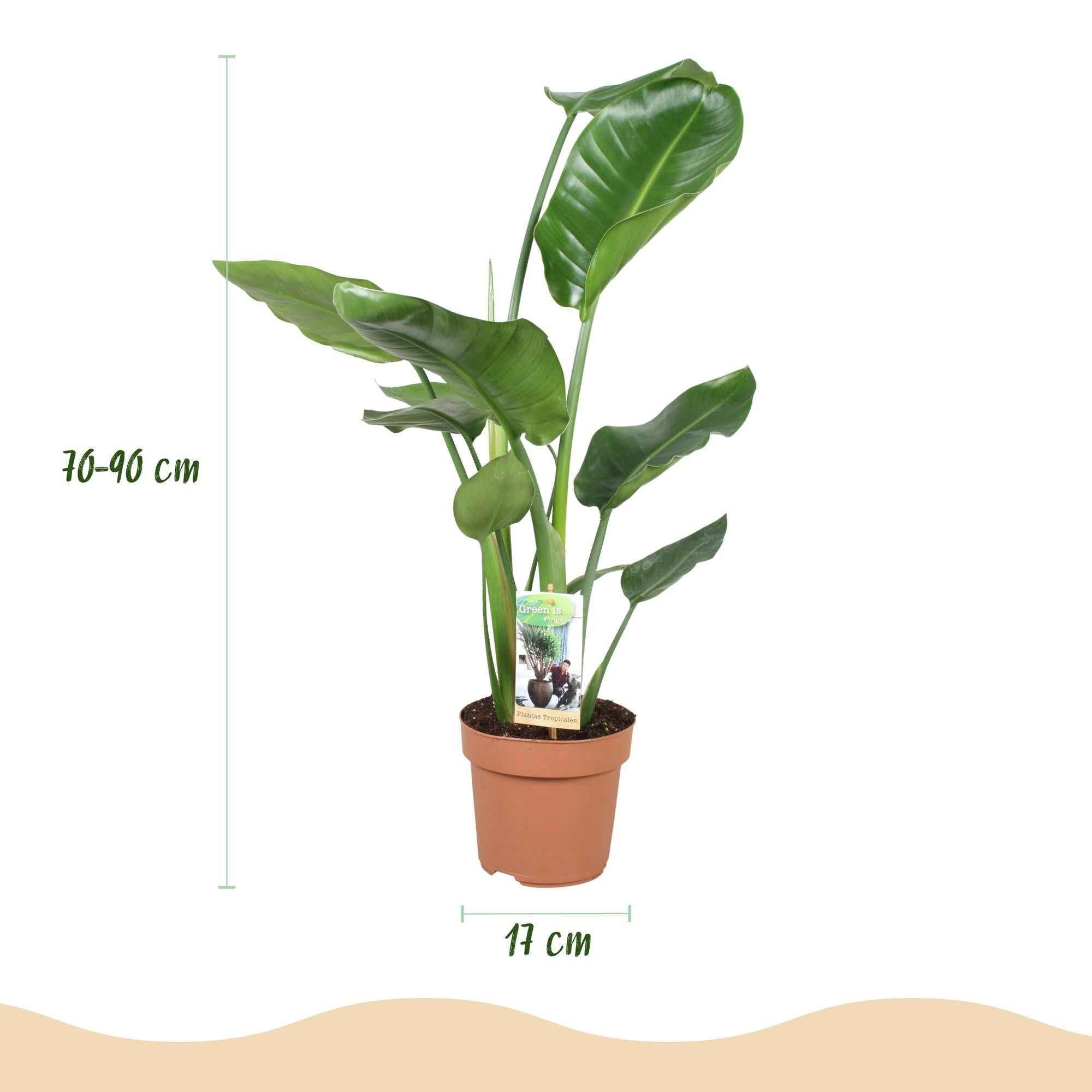 Image of Baum – Strelitzie Strelitzia Nicolai – 70-90cm – 17cm – Pflegeleichte Paradiesvogelblume – Tropische Zimmerpflanze mit großen grünen Blättern-2