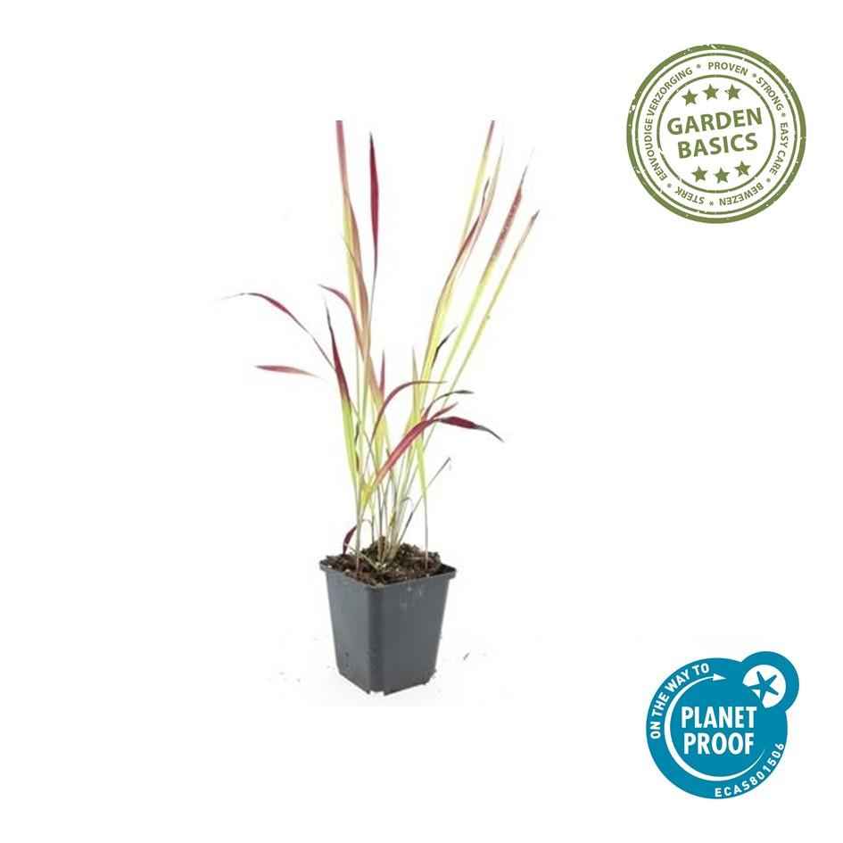 Image of Japanisches Blutgras Imperata cylindrica 'Red Baron' – ↕10-25cm – Ø9cm – 6 Pflanzen – Winterhartes Ziergras mit roten Blattspitzen