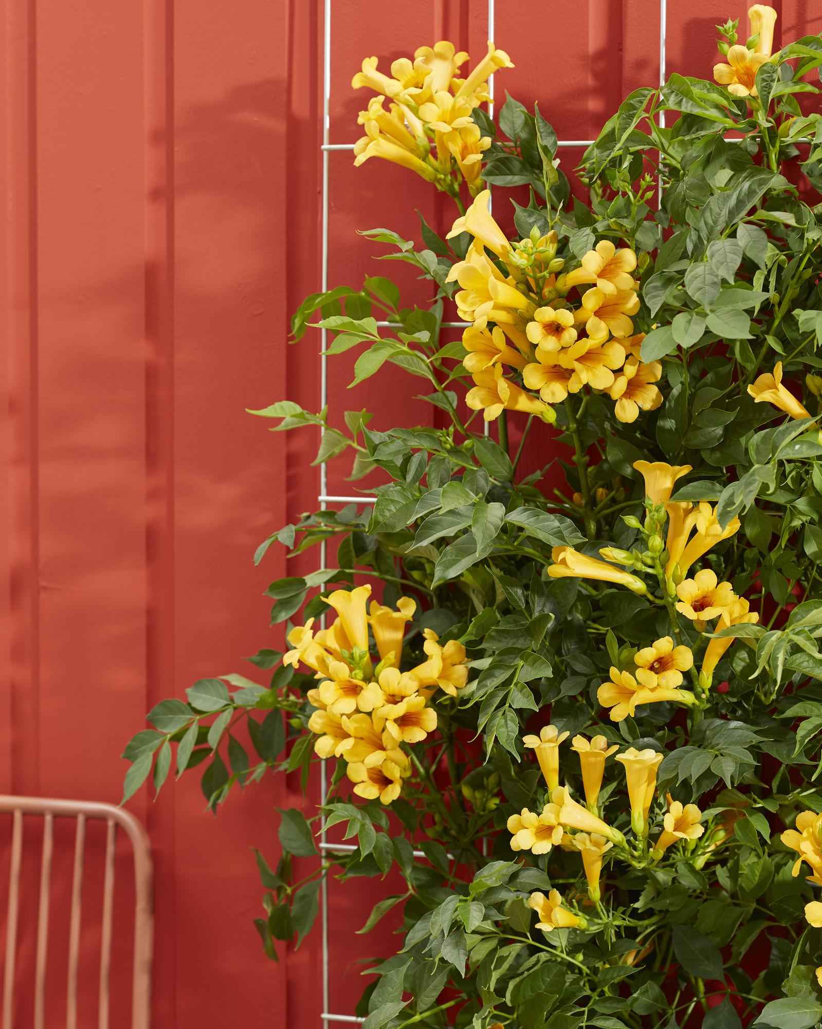 Image of Trompetenblume Campsis Summer Jazz Gold Trumpet 2 Pflanzen 65cm 15cm winterharte Kletterpflanze gelb für Garten Zaun Pergola Terrasse selbstkletternd