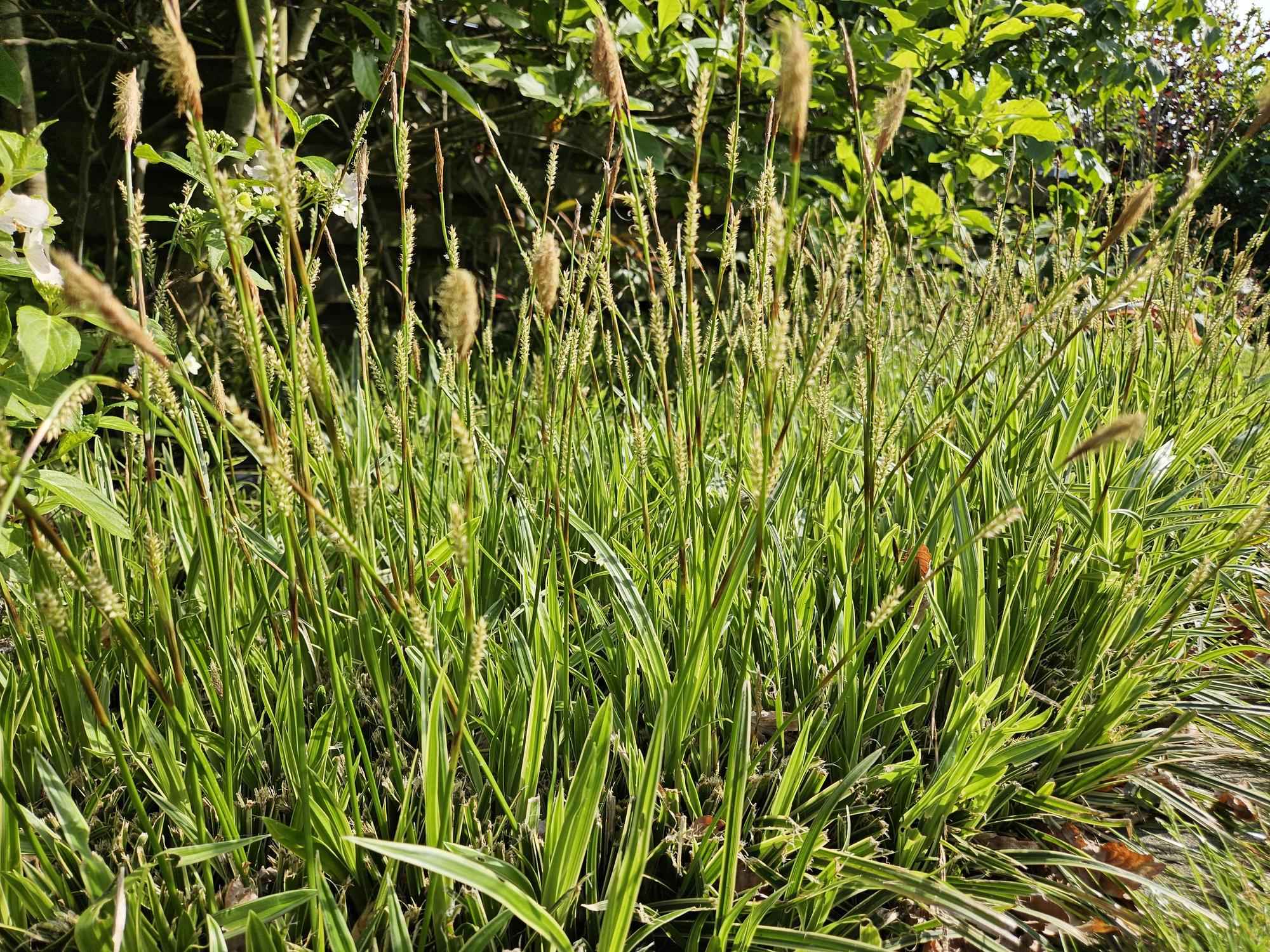 Image of Goldrand Segge Carex morrowii 'Aureovariegata' – ↕10-25cm – Ø9cm – 6 Pflanzen – Immergrünes Ziergras & Bodendecker – Winterhart & pflegeleicht-0
