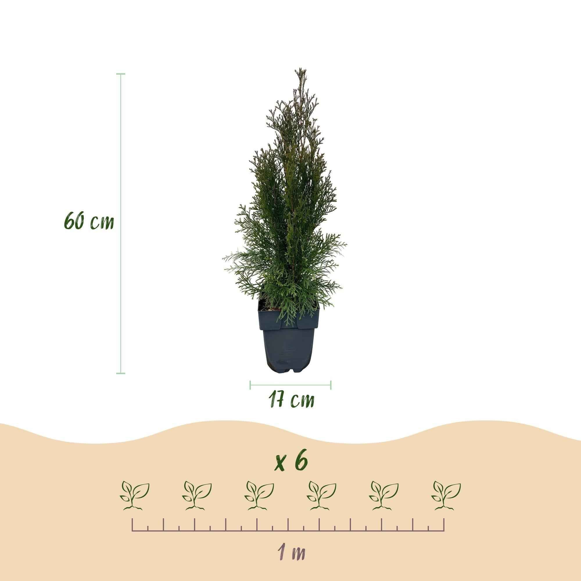 Image of Lebensbaum Thuja occidentalis Smaragd – Immergrüne Heckenpflanze – 6 Pflanzen – 17cm x H60cm – Dichte, grüne Hecke