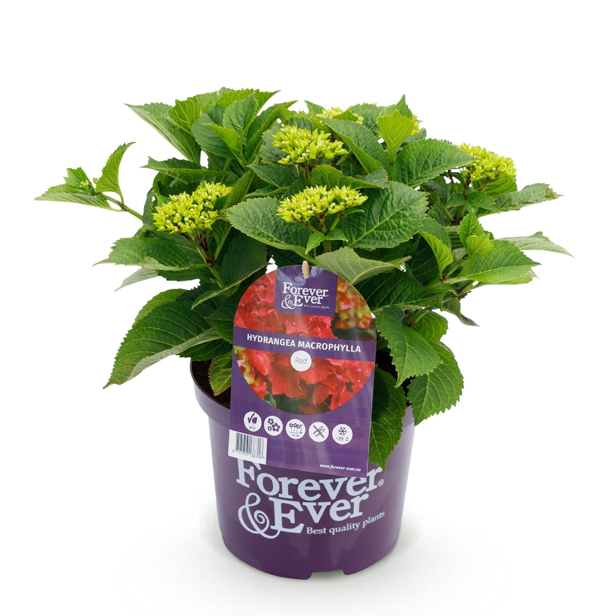 Image of Hortensie Forever & Ever – Hydrangea macrophylla – Rot – Balkonpflanze – 7-12 Blüten – 23cm 55cm hoch – Für Terrasse, Balkon & Beet – Pflegeleicht-1