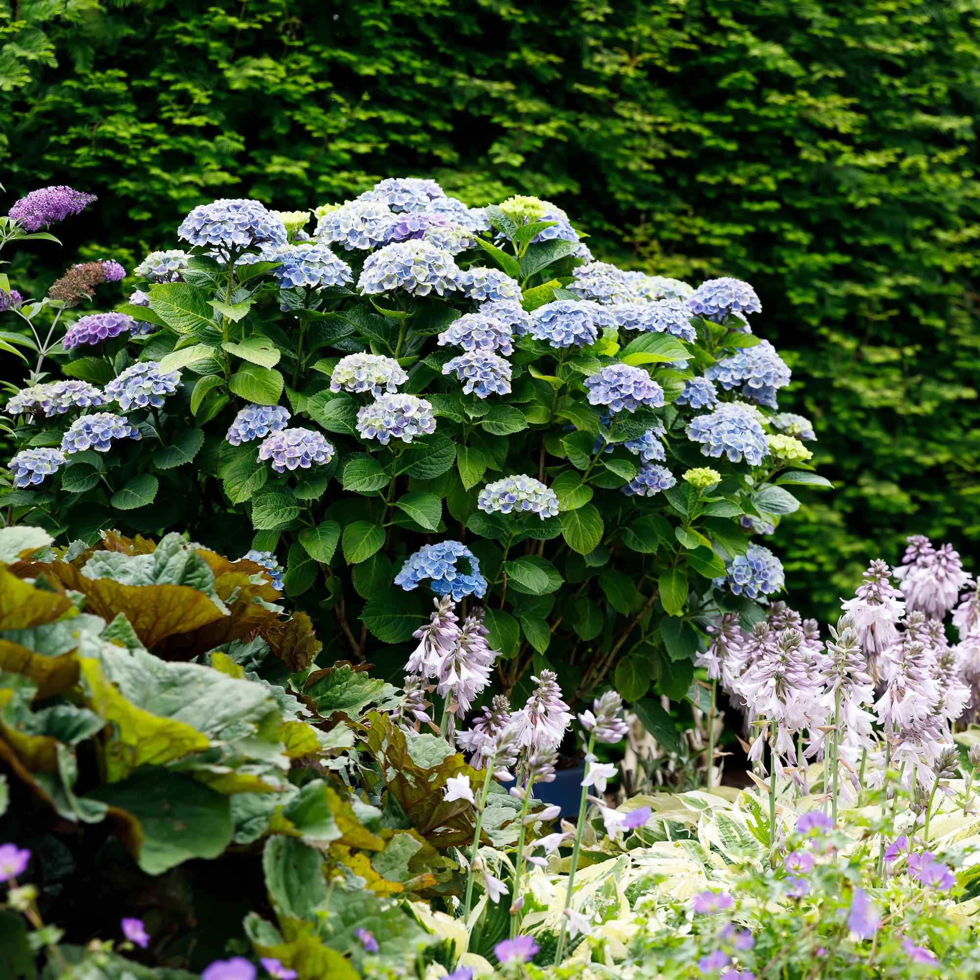 Image of Hydrangea macrophylla Magical Revolution Blue – Blaue Gartenhortensie – 2 Pflanzen im Topf 23cm – Höhe 55cm – 6-10 Blüten – Balkonpflanze