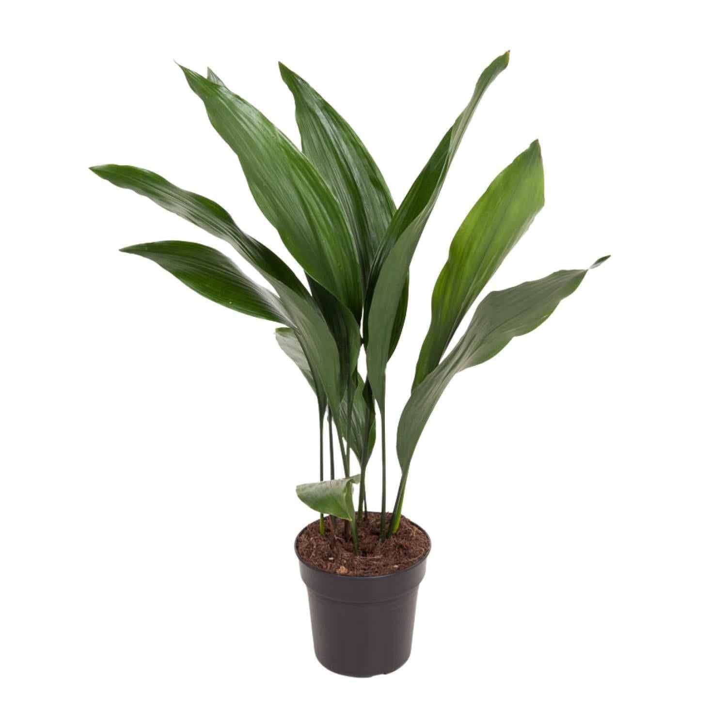 Image of Aspidistra Elatior – Zimmerpflanze Die Bar – Ø17cm – Höhe ca. 70cm – Pflegeleichte Grünpflanze mit glänzenden, dunkelgrünen Blättern