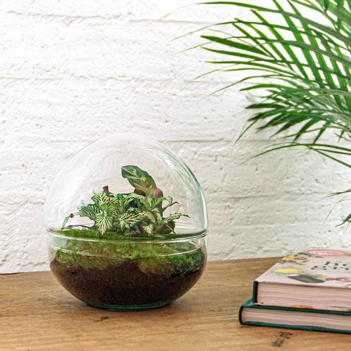 Image of DIY Flaschengarten Set – Dome Glas – Ø20cm x H20cm – Mini – Biotop mit Pflanzen & Moos – Selbstversorgendes Pflanzterrarium-1