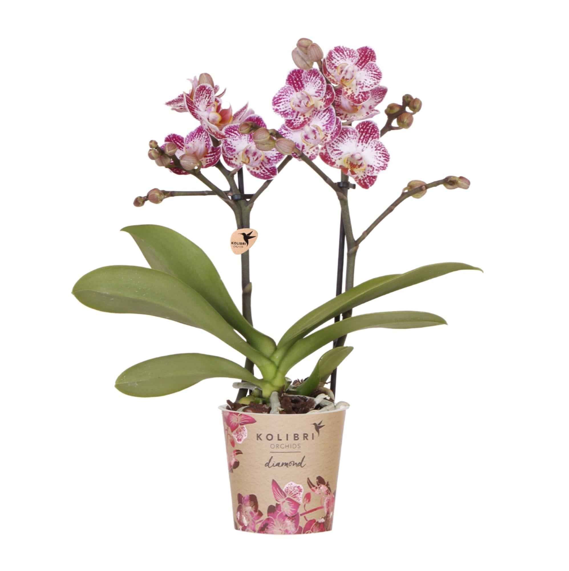 Image of Rosa – Violette Phalaenopsis Orchidee Bora – Ø9cm – Exotische Blüten – Blühende Zimmerpflanze mit 2-3 Trieben – Dekorative Orchidee & Geschenkidee-0