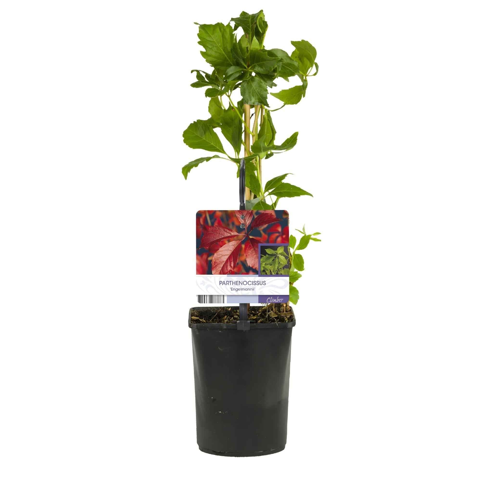 Image of Selbstklimmender Mauerwein Parthenocissus Engelmannii – Kletterpflanze mit grünen & roten Blättern – 2 Pflanzen – 11cm x H40cm – Pflegeleicht