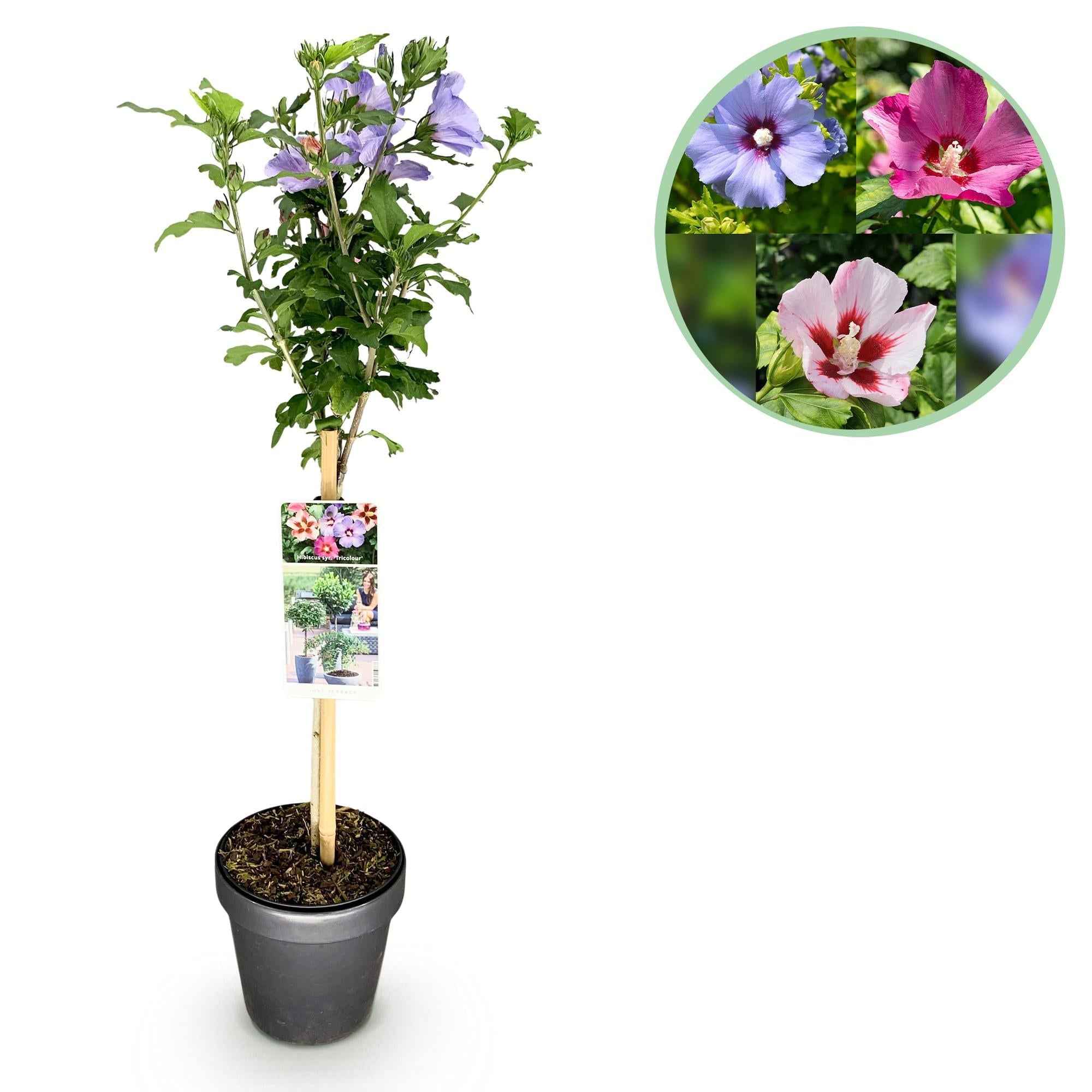 Image of Hibiscus syriacus Tricolour – Blühende Stamm – Pflanze mit dreifarbigen Blüten – Laubabwerfend & pflegeleicht – Ø19cm – Höhe ca. 90cm-1