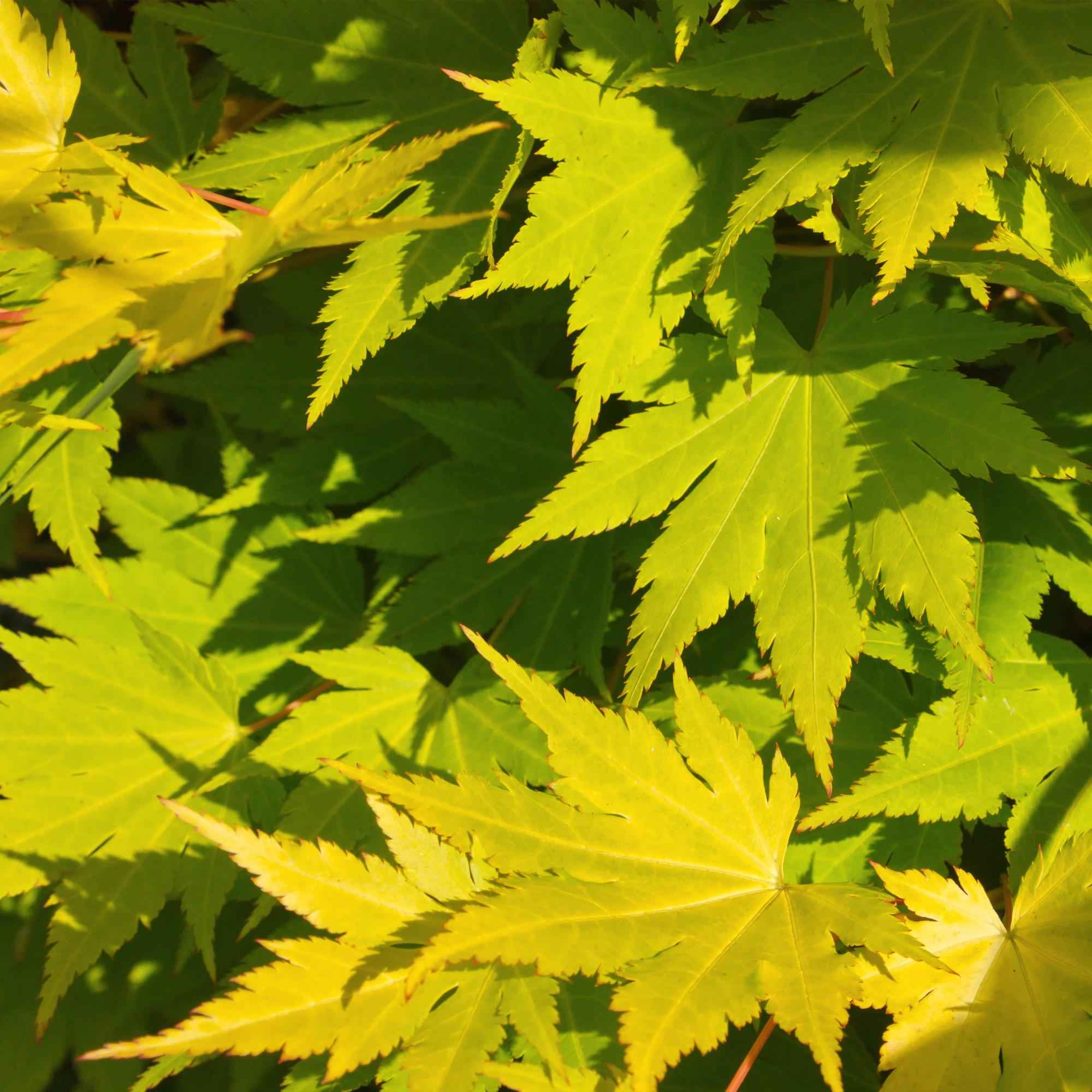 Image of Japanischer Ahorn Acer palmatum 'Jordan' – Gelb – Grün – Balkon – & Gartenpflanze – Ø19cm – Ca. 70cm hoch-2