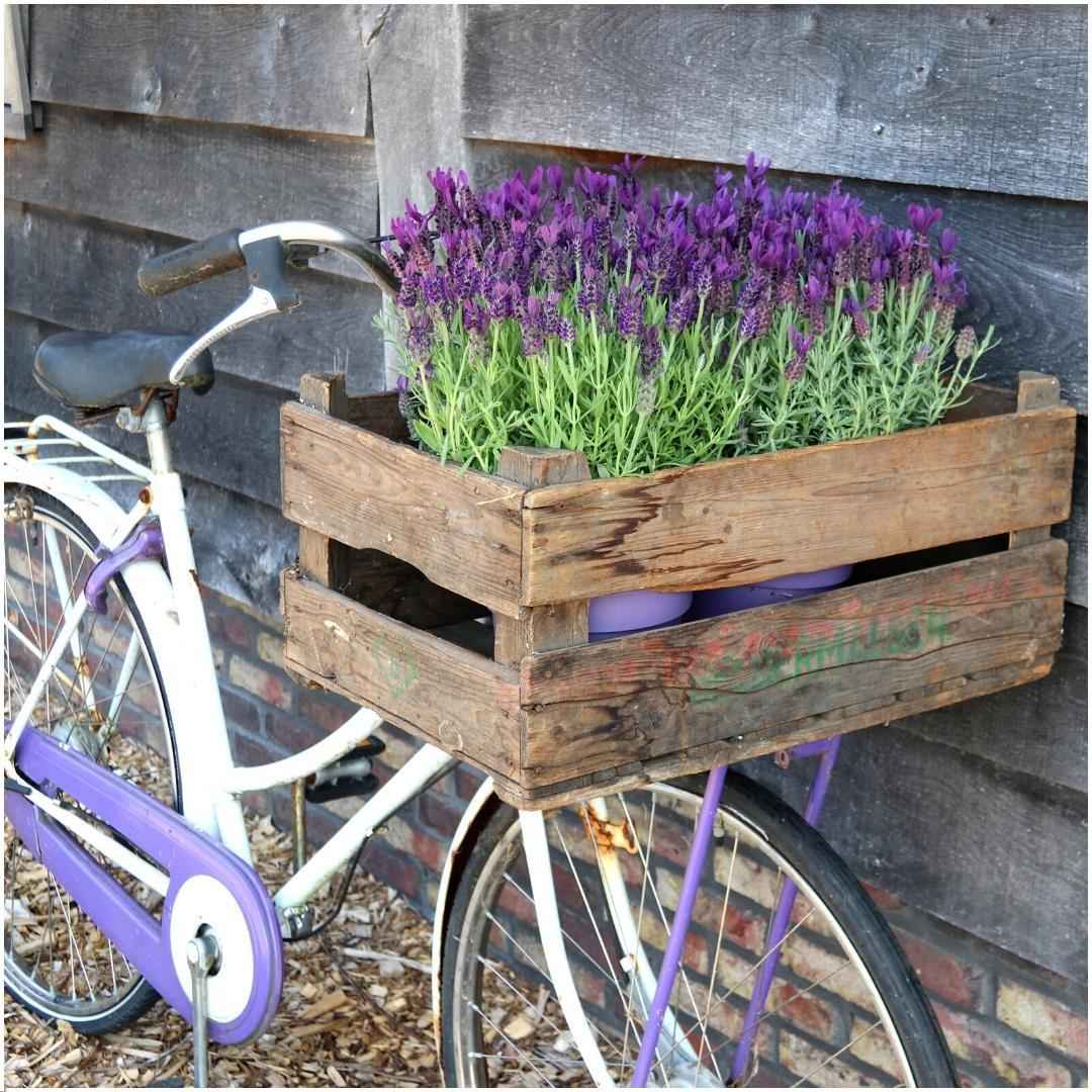 Image of Französischer Lavendel Lavandula stoechas Anouk – Duftender Schopflavendel – 13cm Dekotopf 'Old Look' – 3 Pflanzen – Winterhart & Pflegeleicht-1