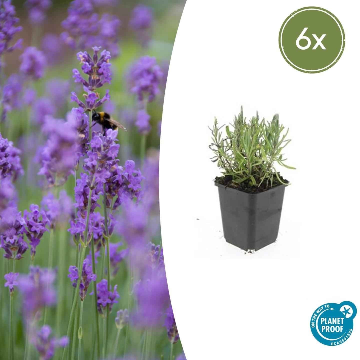 Image of Lavendel Lavandula angustifolia 'Munstead' – ↕10-25cm – Ø9cm – 6 Pflanzen – Kompakter Duft-1
