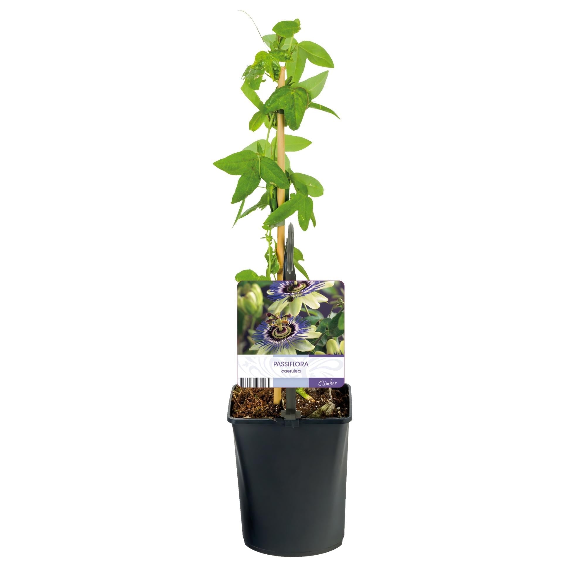Image of Passionsblume Passiflora caerulea – 2 Pflanzen 11cm – ca. 40cm hoch – Kletterpflanze mit blau – weißen Blüten – Pflegeleicht & winterhart-2