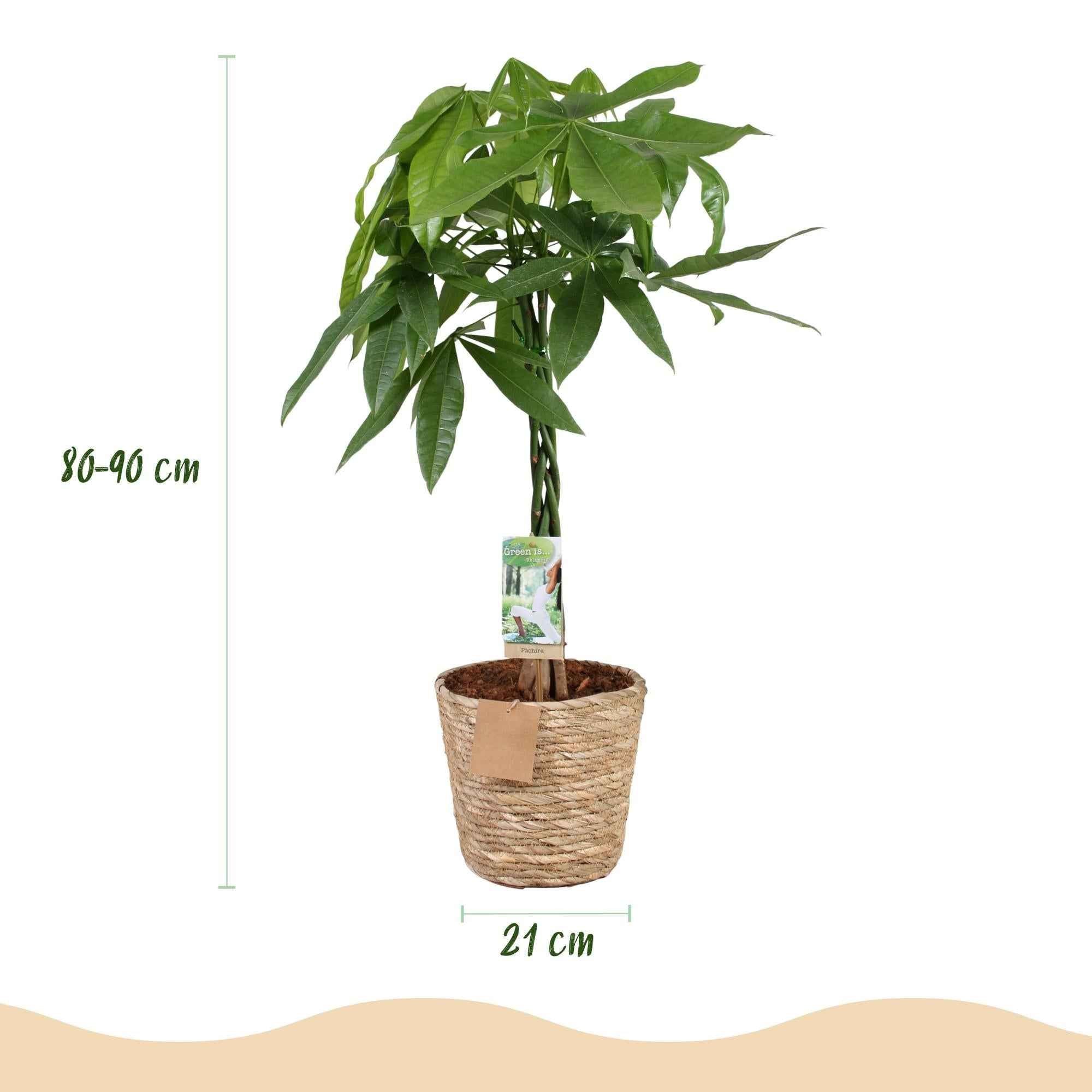 Image of Pachira Aquatica mit geflochtenem Stamm – 80-90cm – 21cm – Inklusive Korb – Pflegeleichter Geldbaum – Luftreinigende Grünpflanze-2