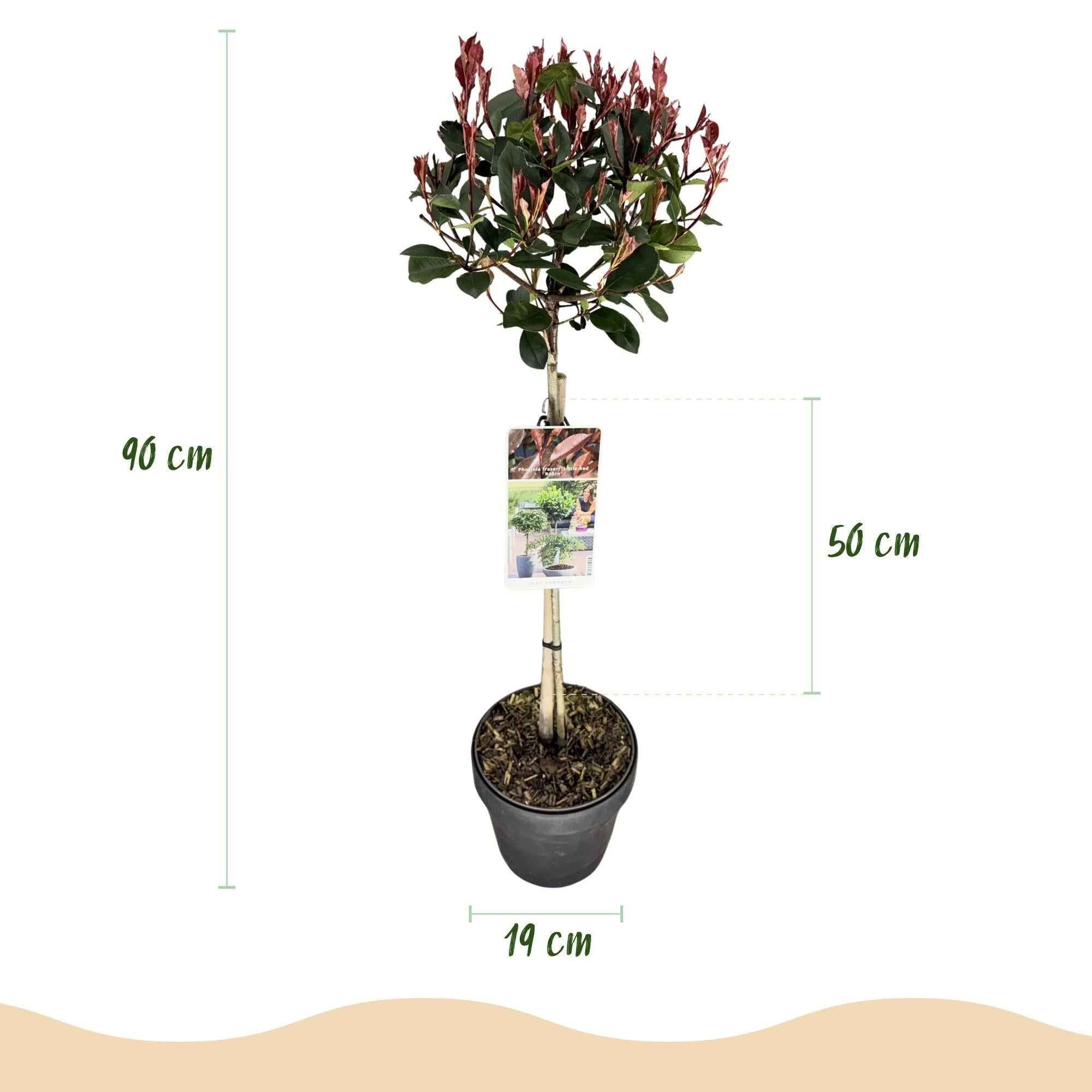 Image of Glanzmispel Photinia fraseri Little Red Robin – 19cm Höhe ca.90cm – Immergrün & winterhart – Grün-rotes Laub – Ziergehölz-2