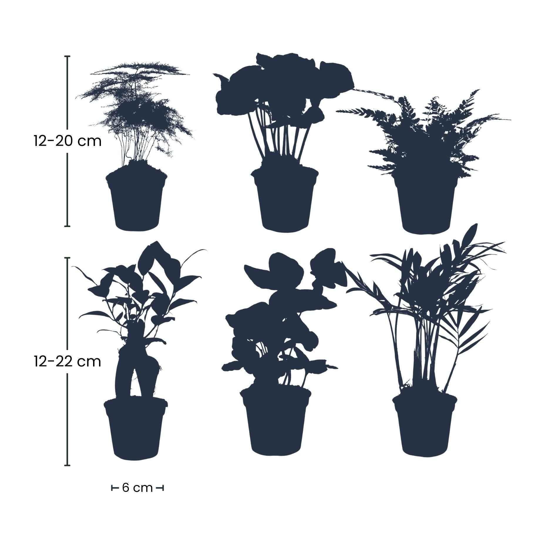 Image of Pflanzenset Grün – 6 Zimmerpflanzen Ø6cm – Mix aus Asparagus, Coffea Arabica, Farn, Ficus Ginseng, Efeu & Bergpalme-1