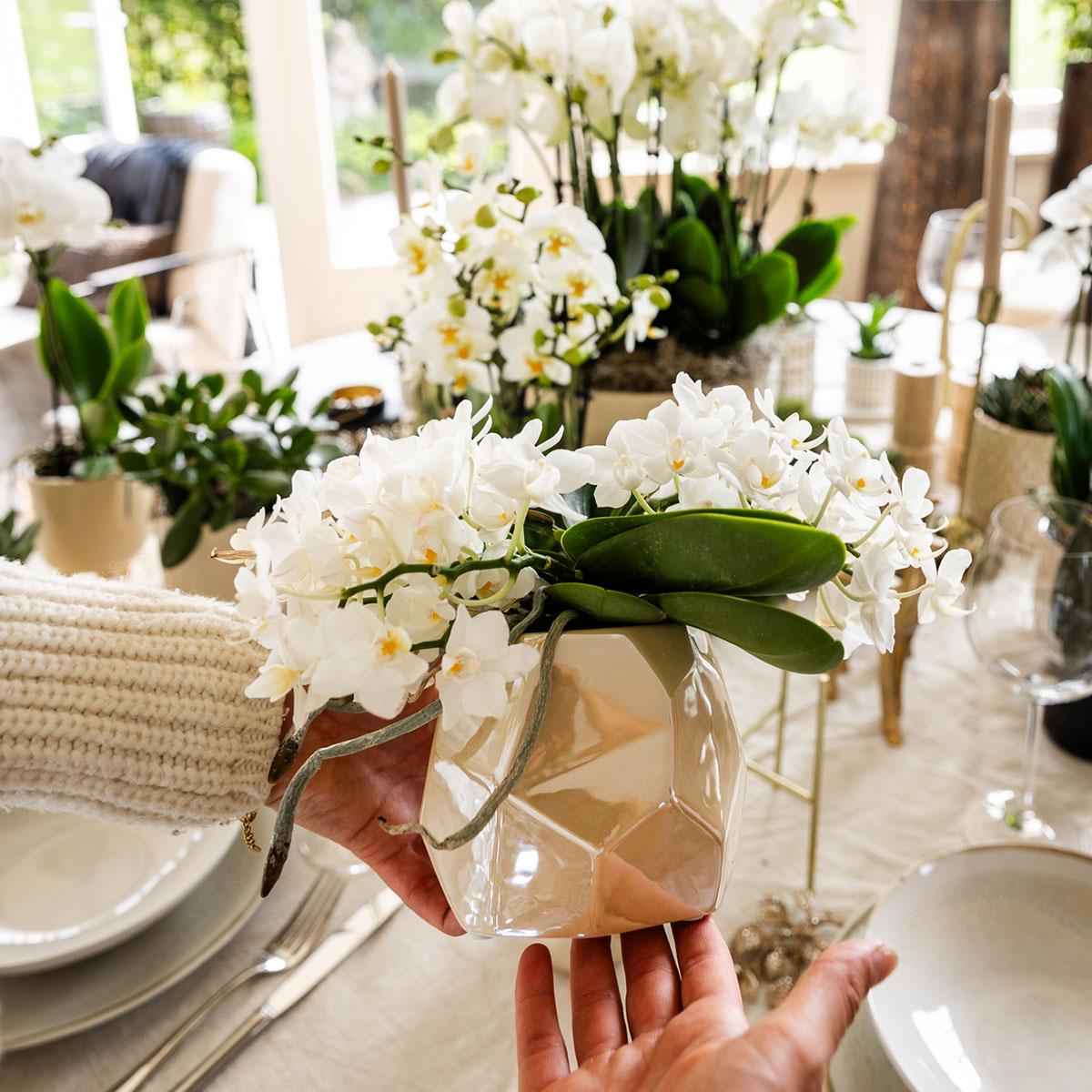 Image of Pflanzen Set mit Zierpflanzgefäßen für Tischdekoration – Elegante Mini Zimmerpflanzen im Topf Ø9cm & Ø6cm – Perfekt für festliche Dinner – Dekoration